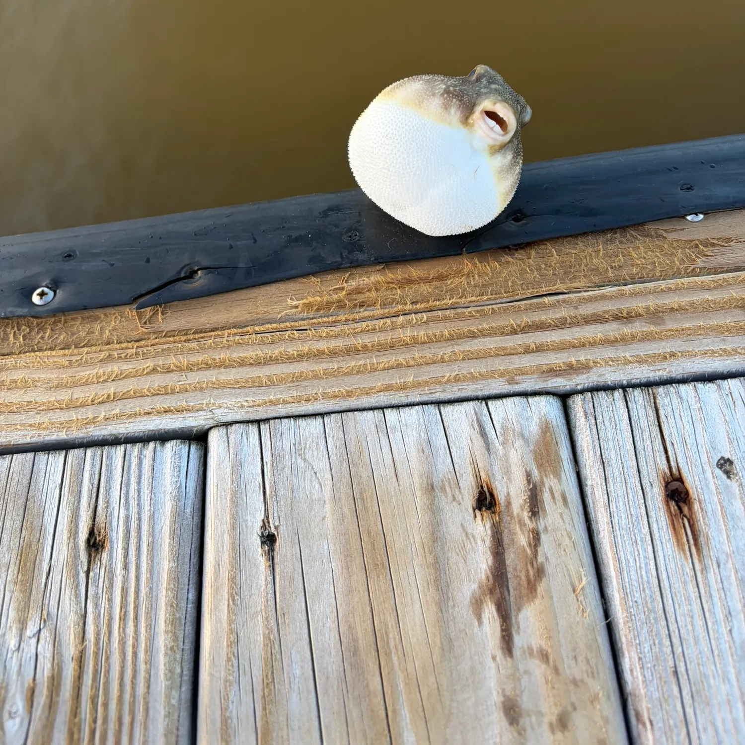The most recent Oceanic puffer catches on Fishbrain