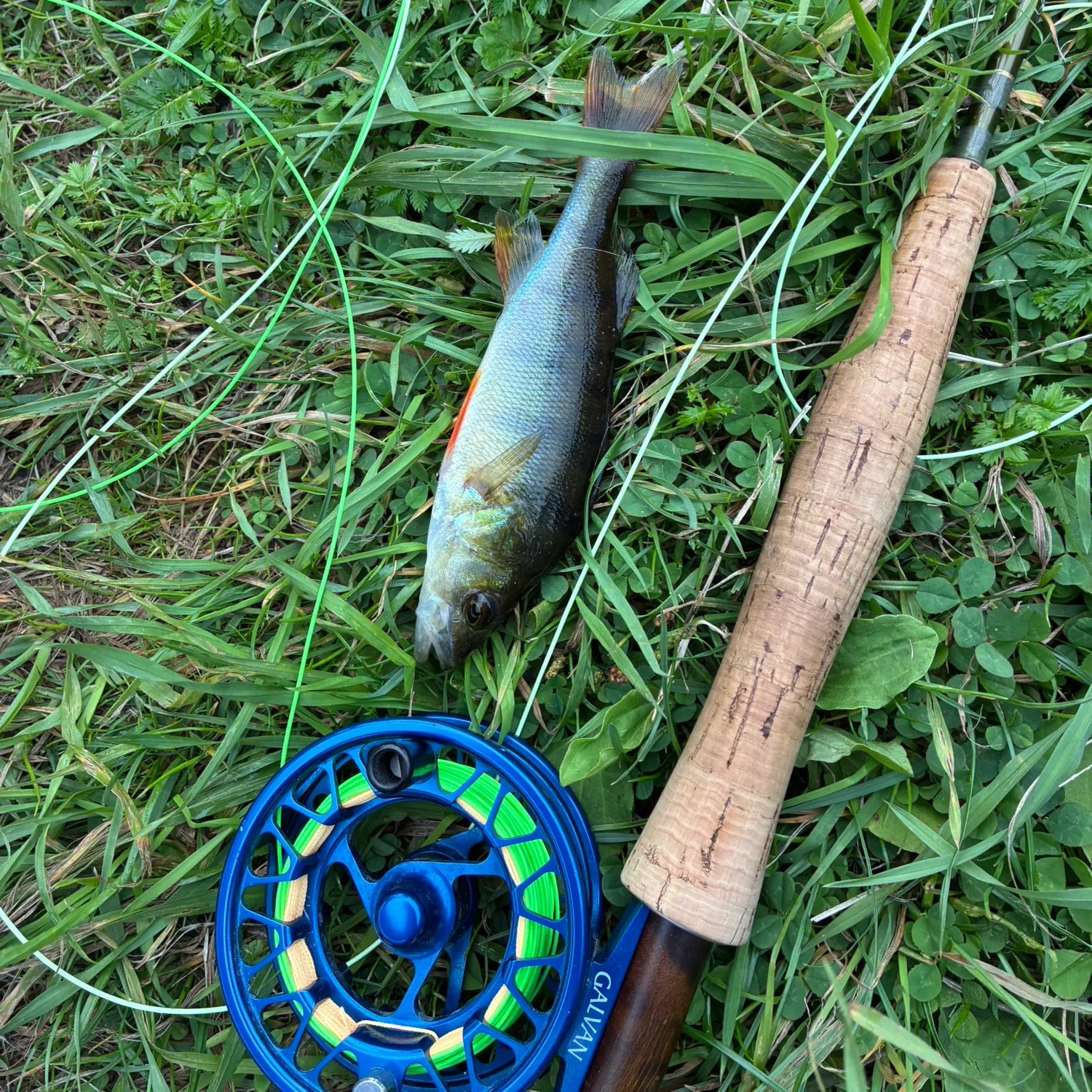 European perch caught on Fishbrain