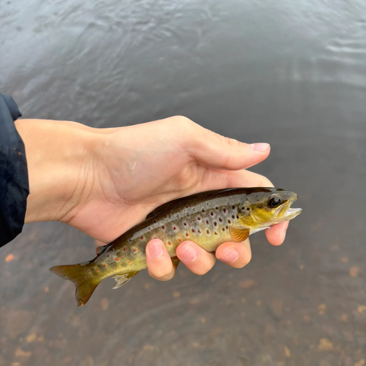 Brown trout caught on Fishbrain