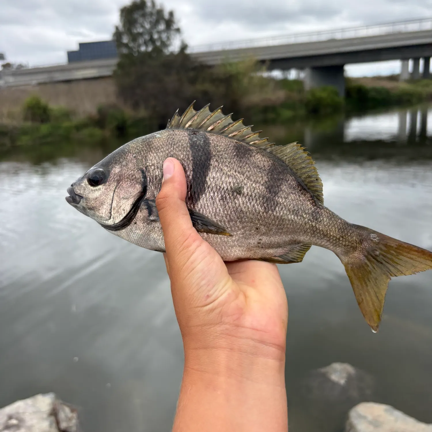 The most recent Sargo catches on Fishbrain