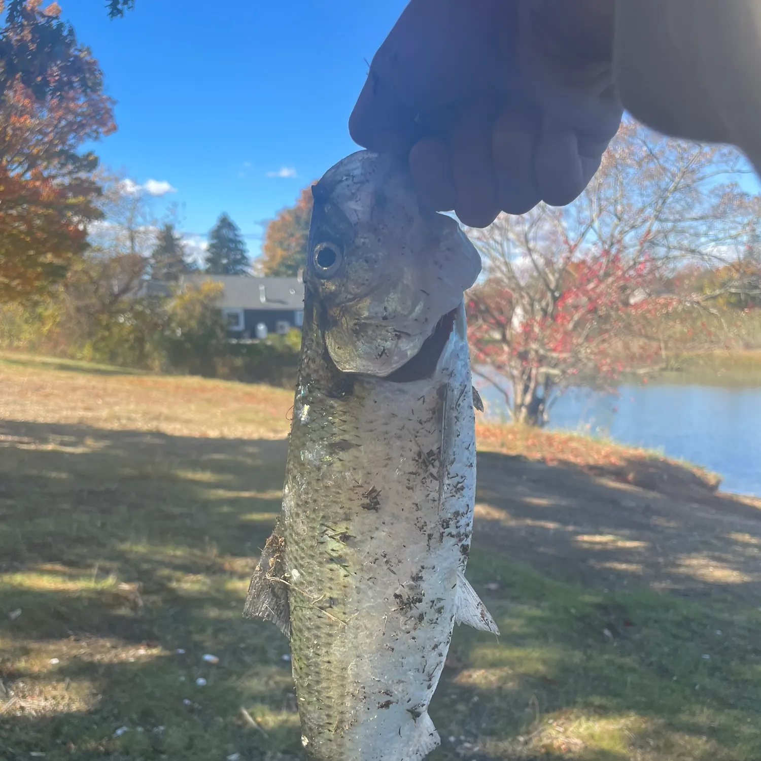 The most recent American shad catches on Fishbrain