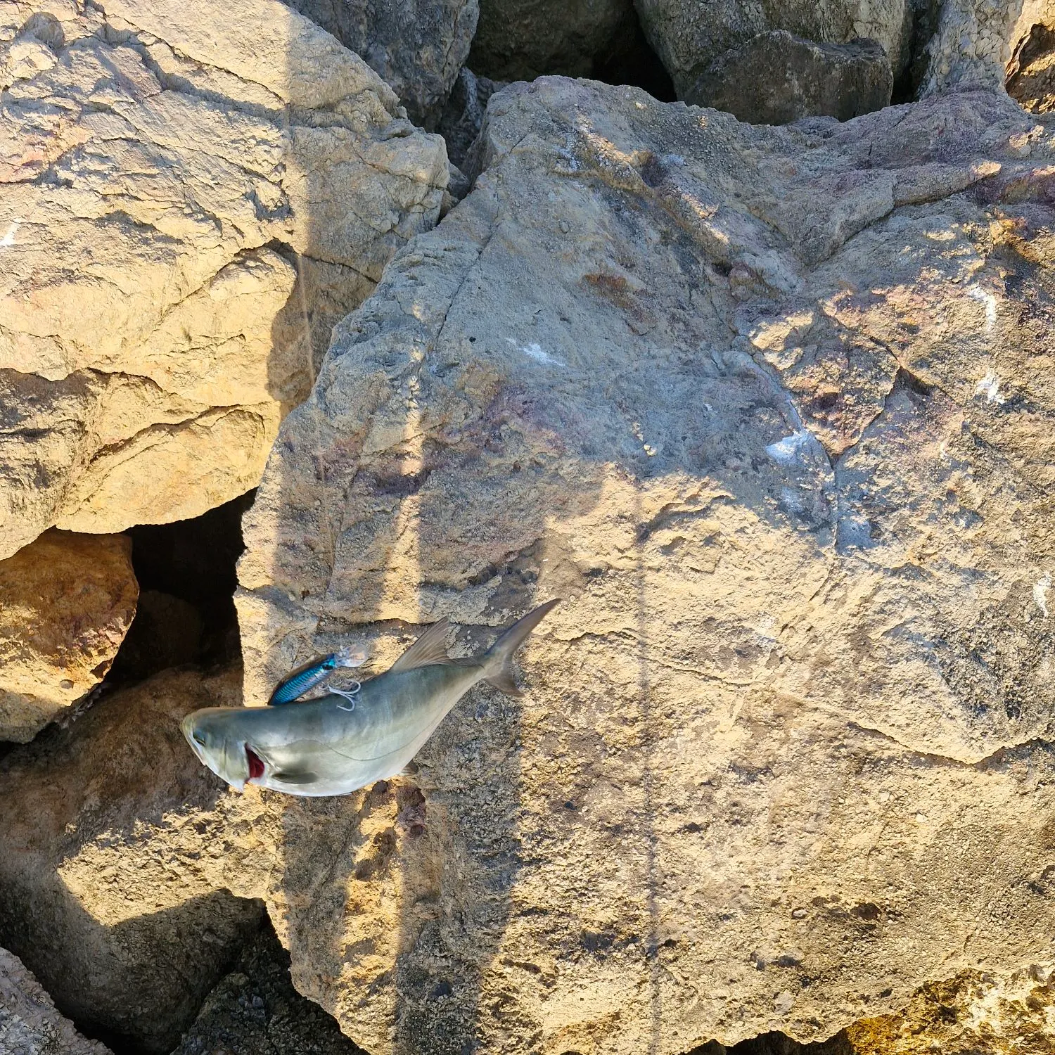 Leerfish caught on Fishbrain