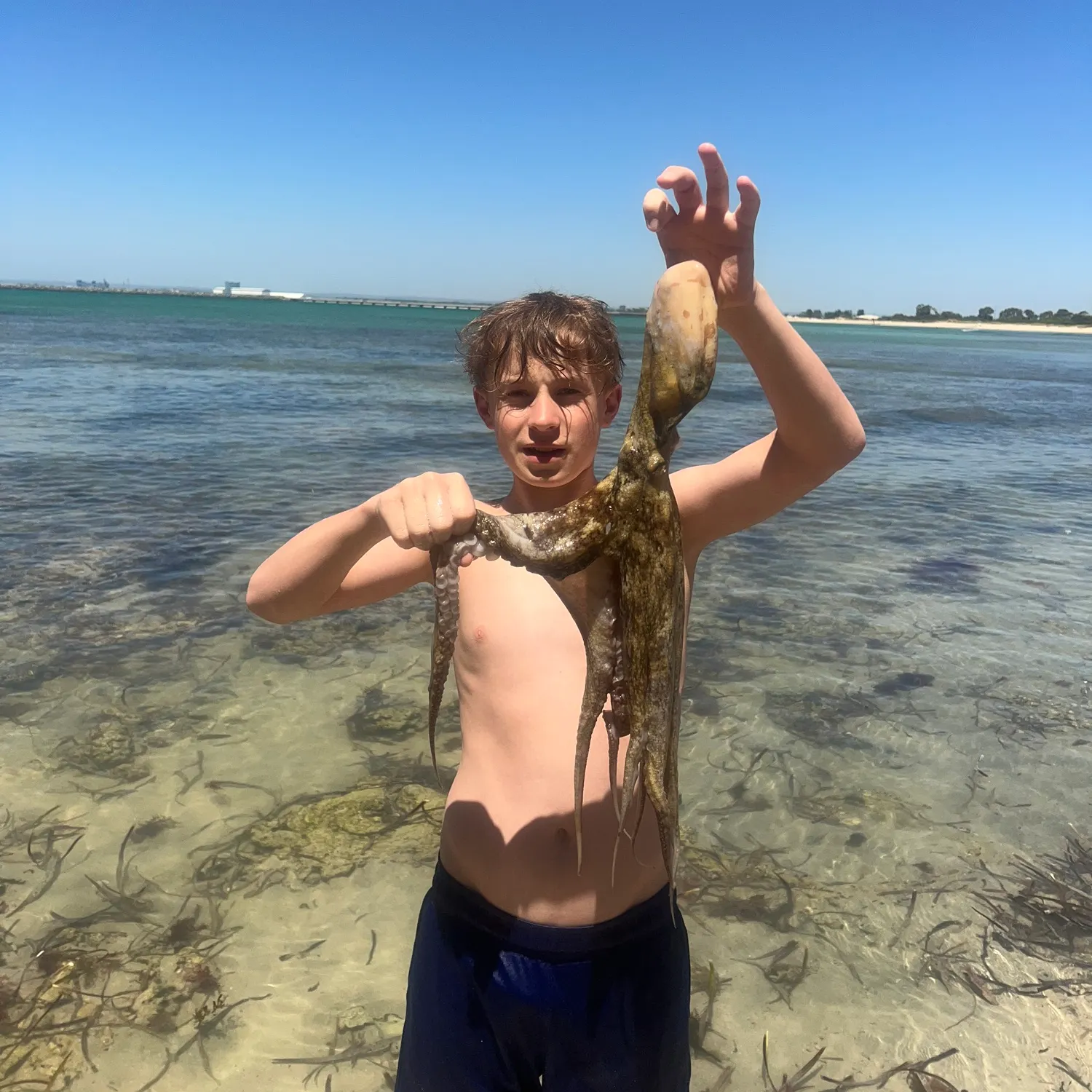 The most recent Common octopus catches on Fishbrain