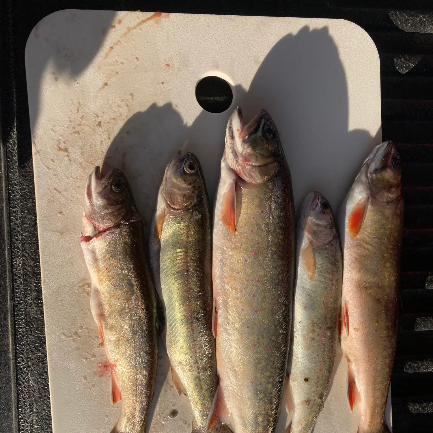recently logged catches