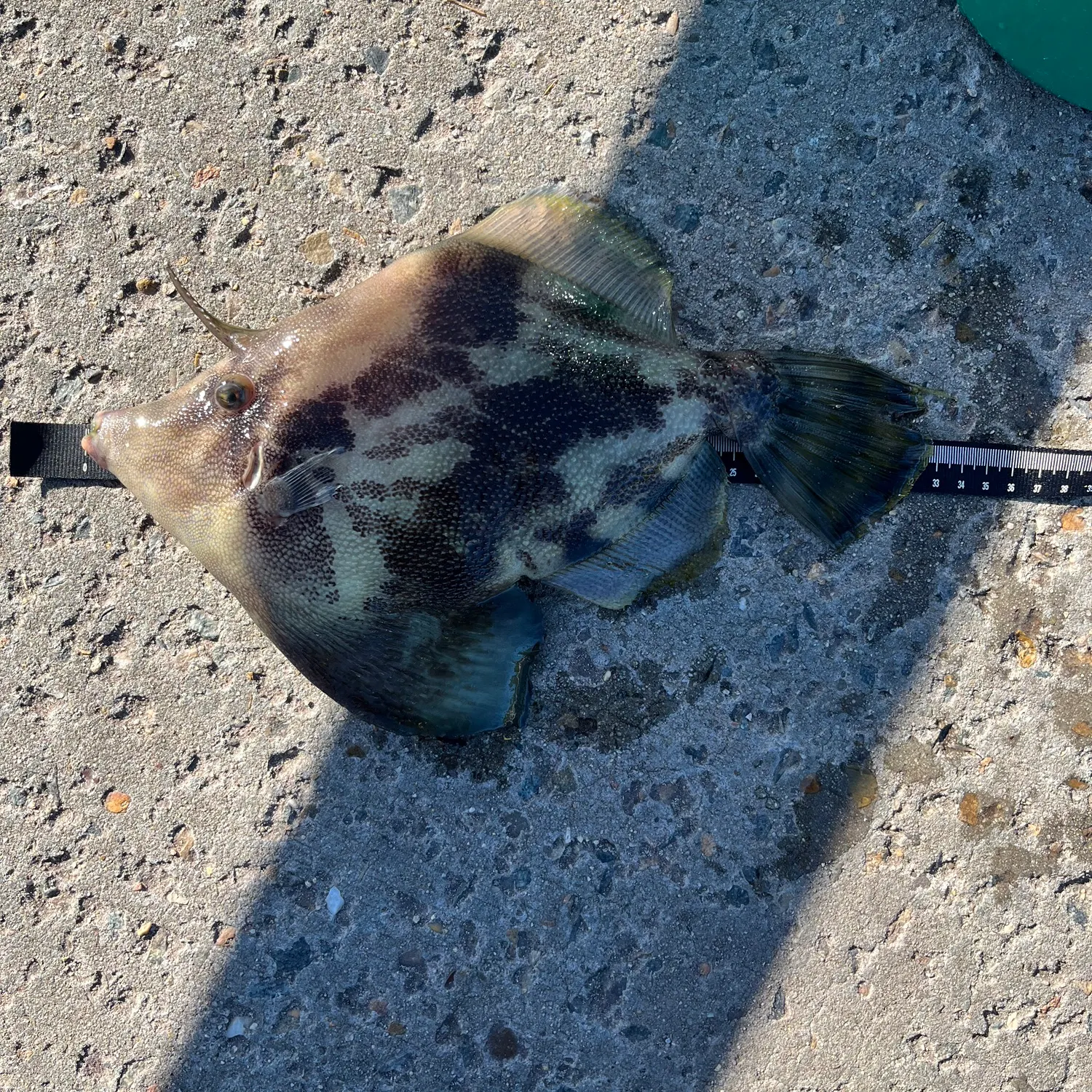 The most recent Fan-bellied leatherjacket catches on Fishbrain