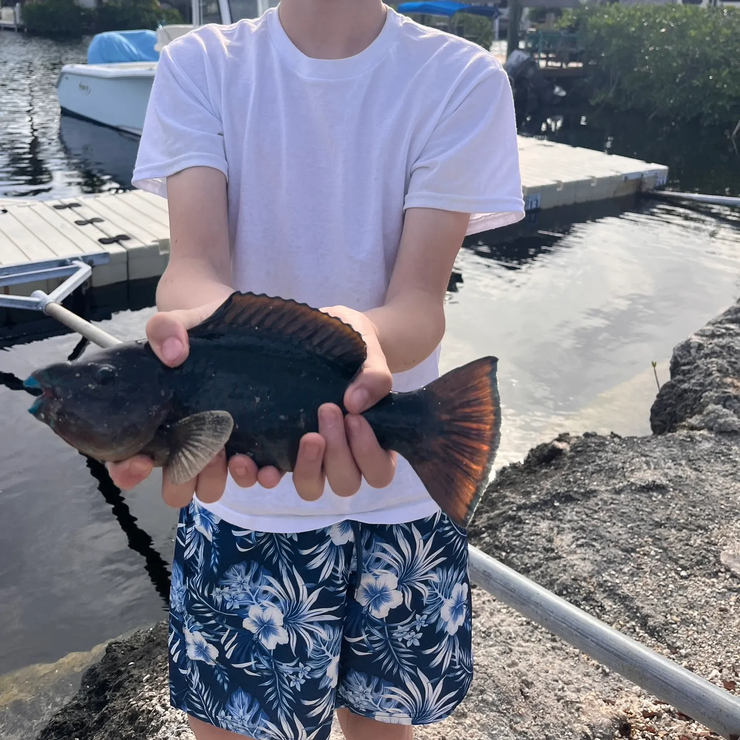 The most recent Rainbow parrotfish catches on Fishbrain