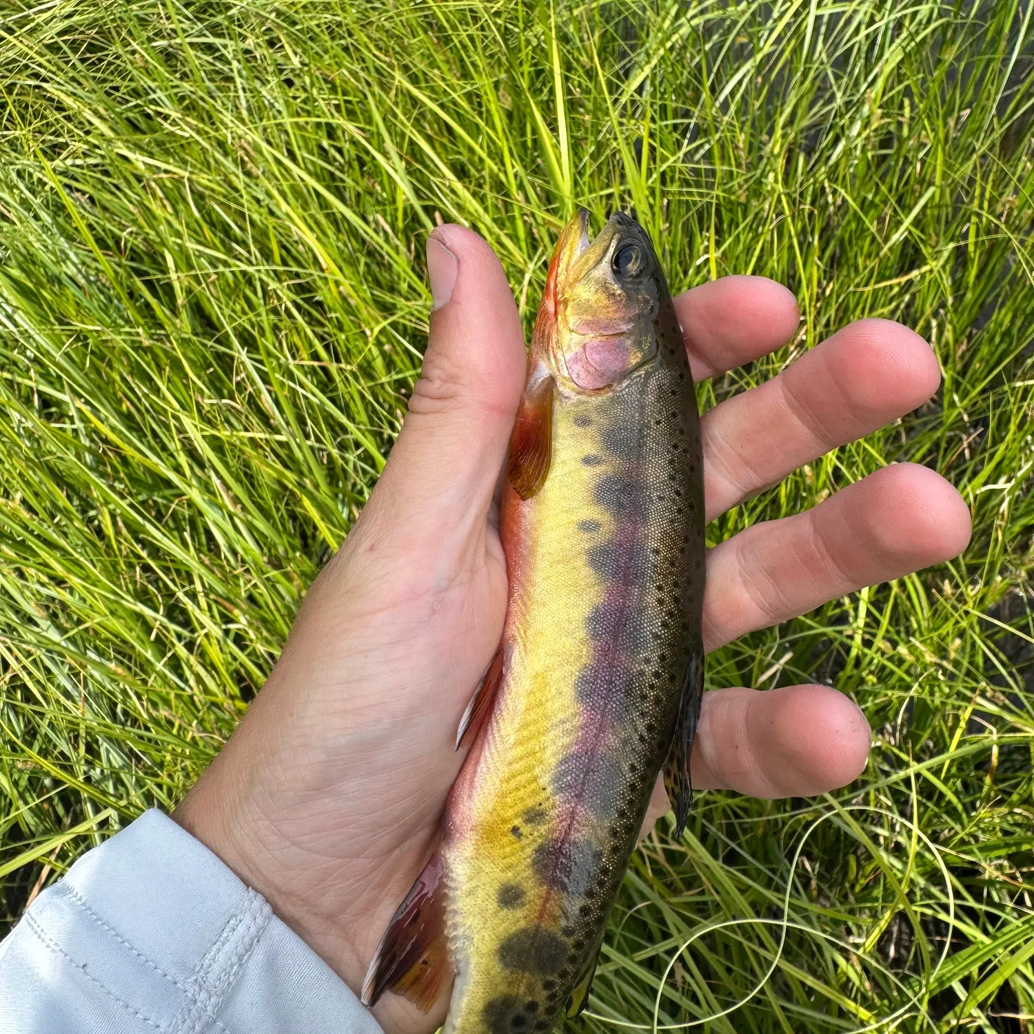 The most recent Golden trout catches on Fishbrain
