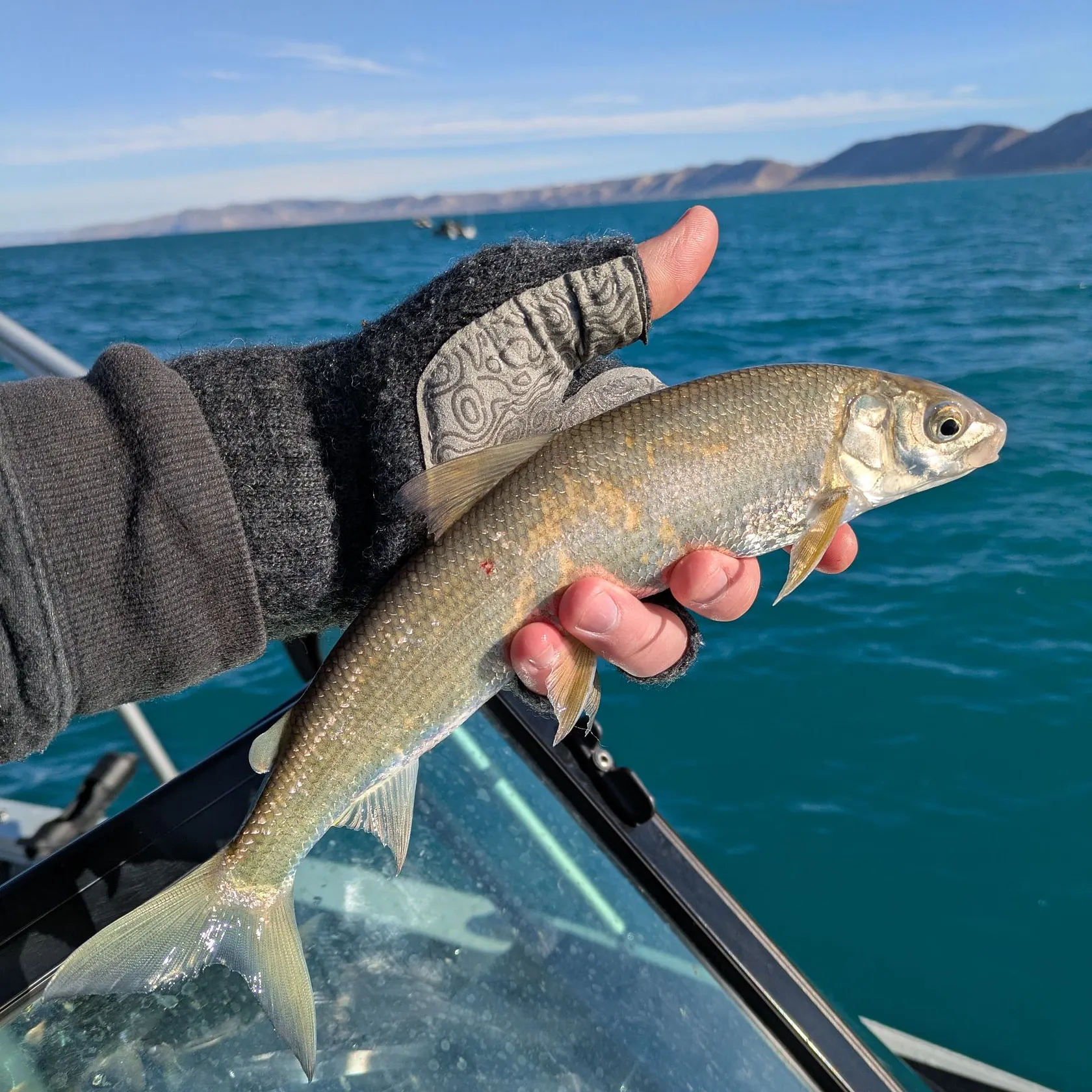 The most recent Bonneville whitefish catches on Fishbrain