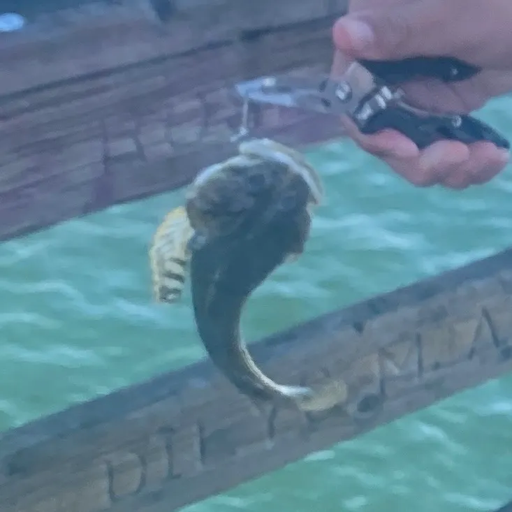 The most recent Pacific staghorn sculpin catches on Fishbrain