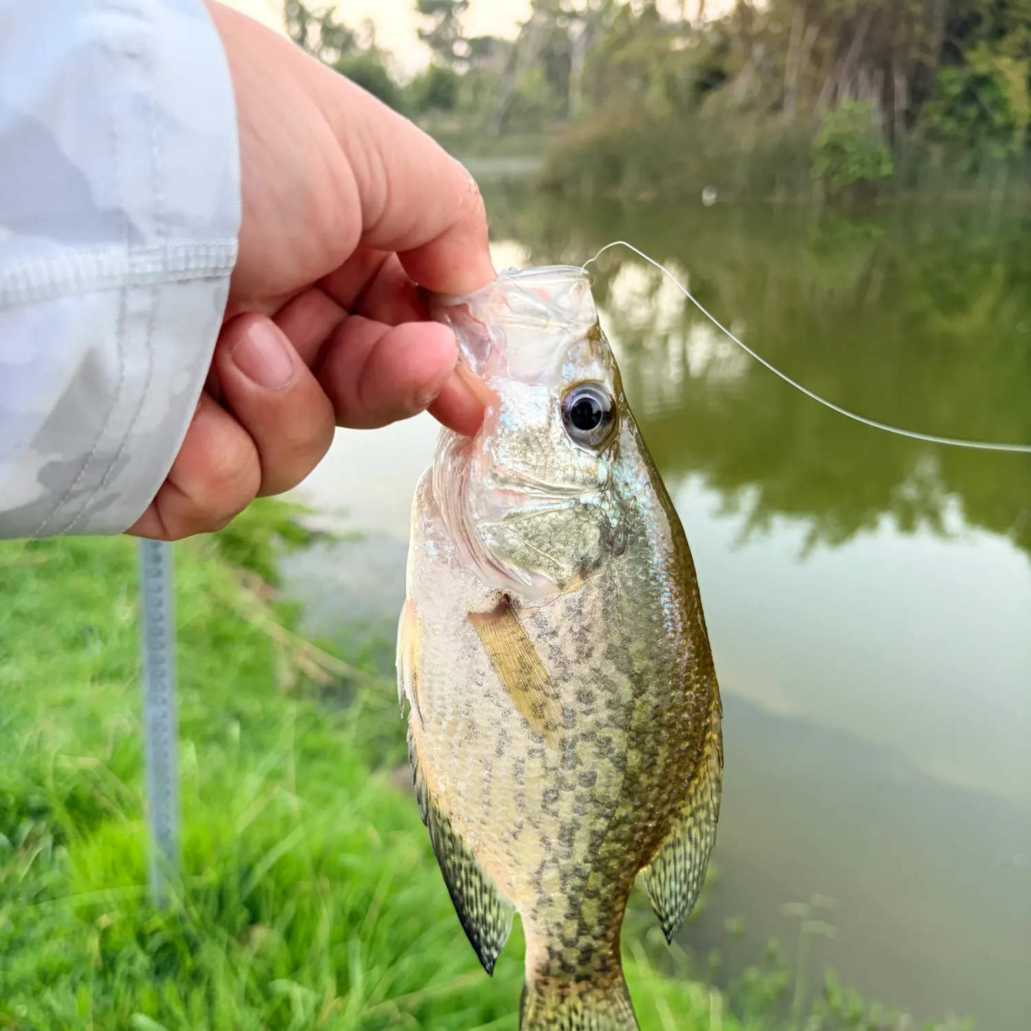 Black crappie caught on Fishbrain