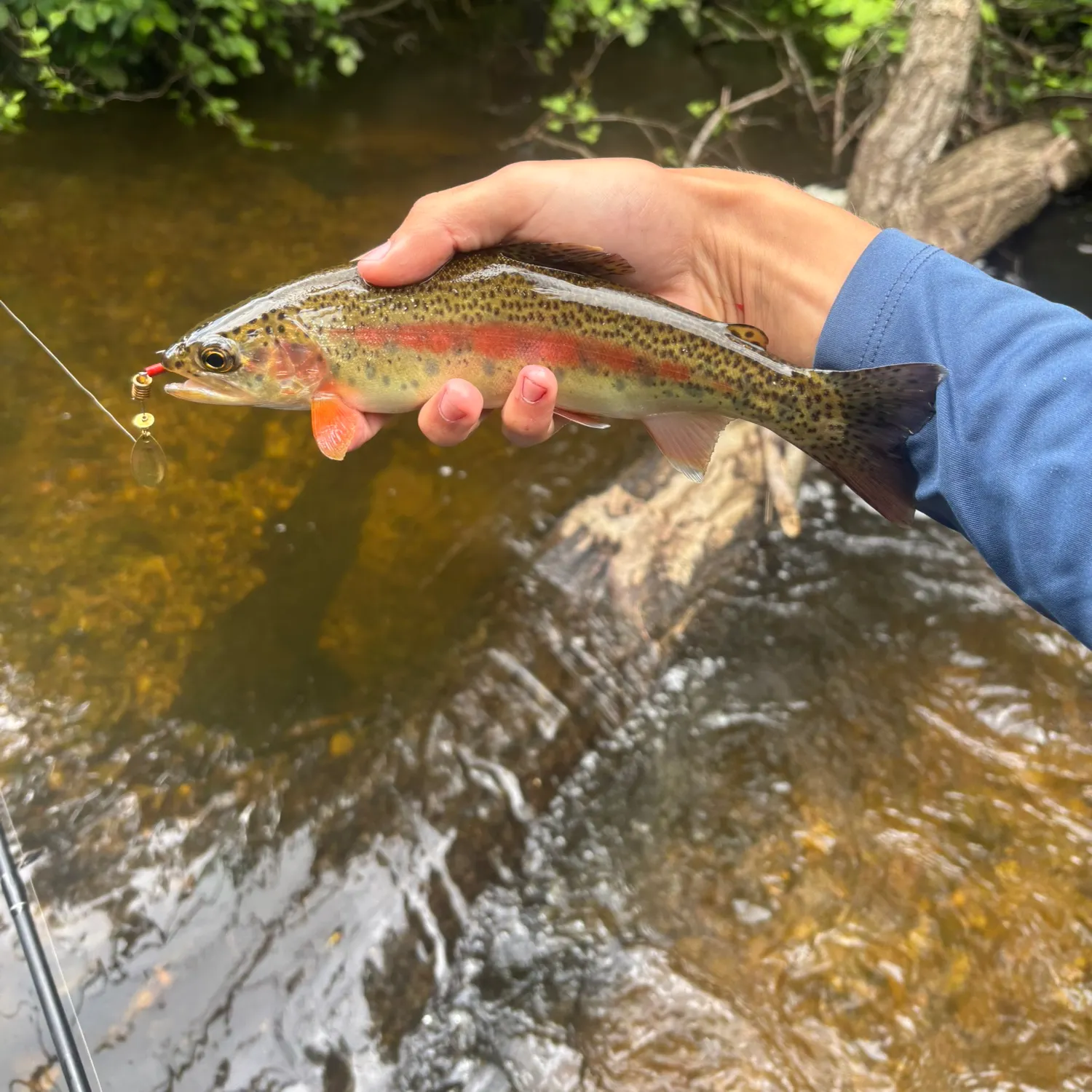 The most recent Rainbow trout catches on Fishbrain