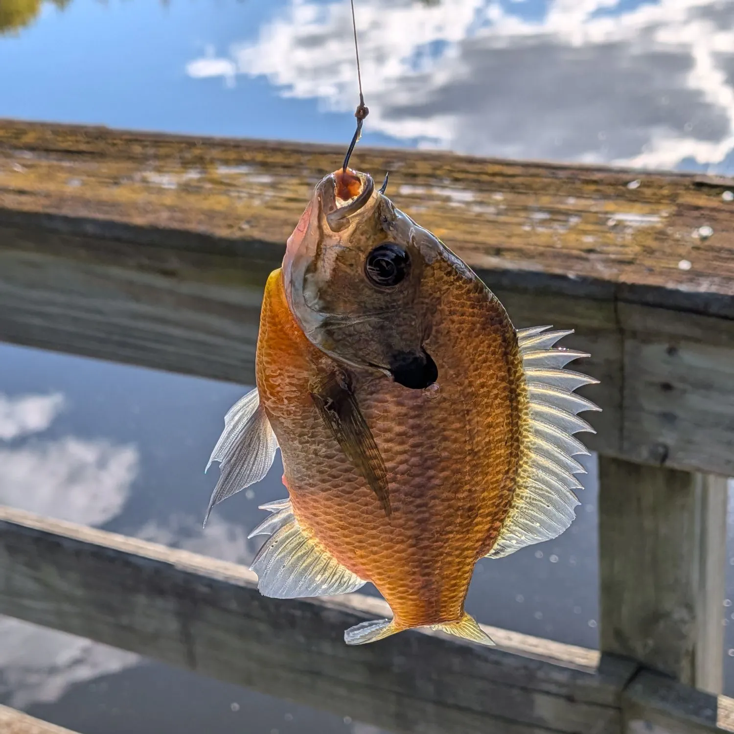 Bluegill caught on Fishbrain