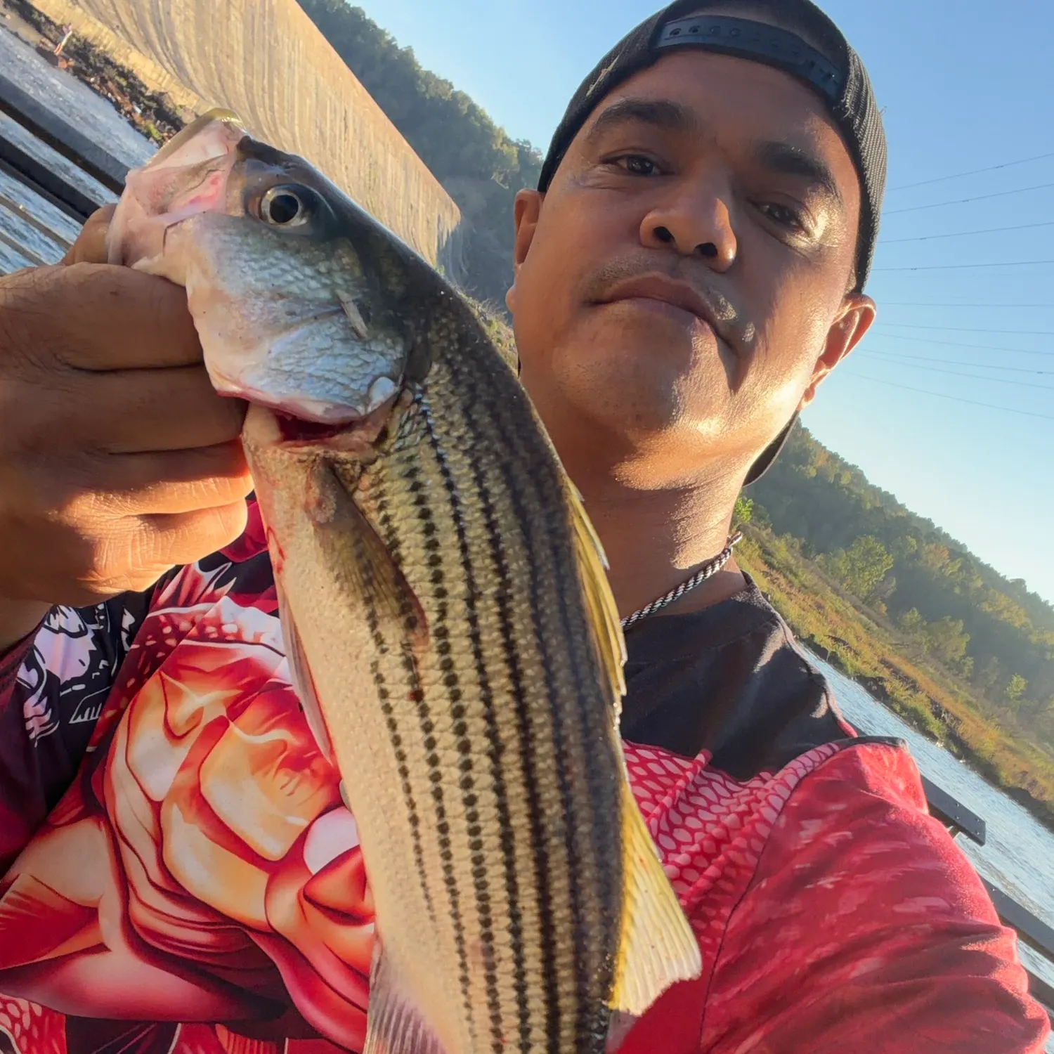 Striped bass caught on Fishbrain