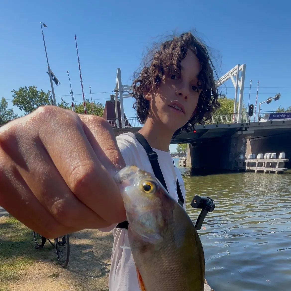 European perch caught on Fishbrain