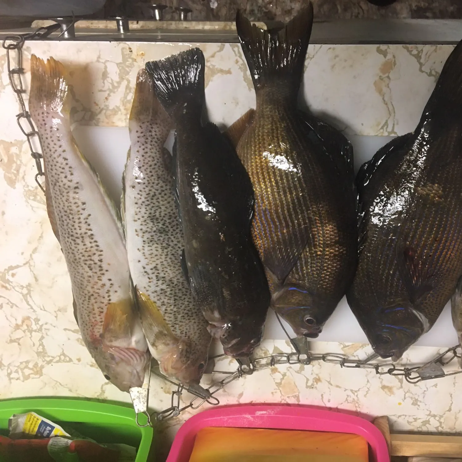 recently logged catches