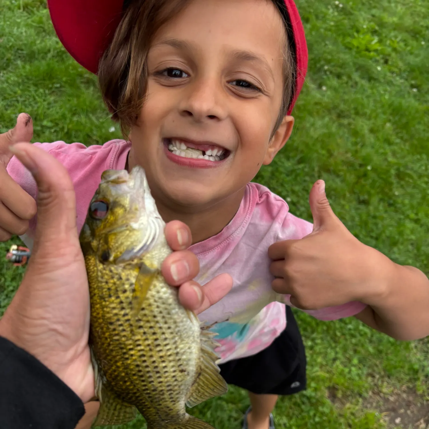 Rock bass caught on Fishbrain