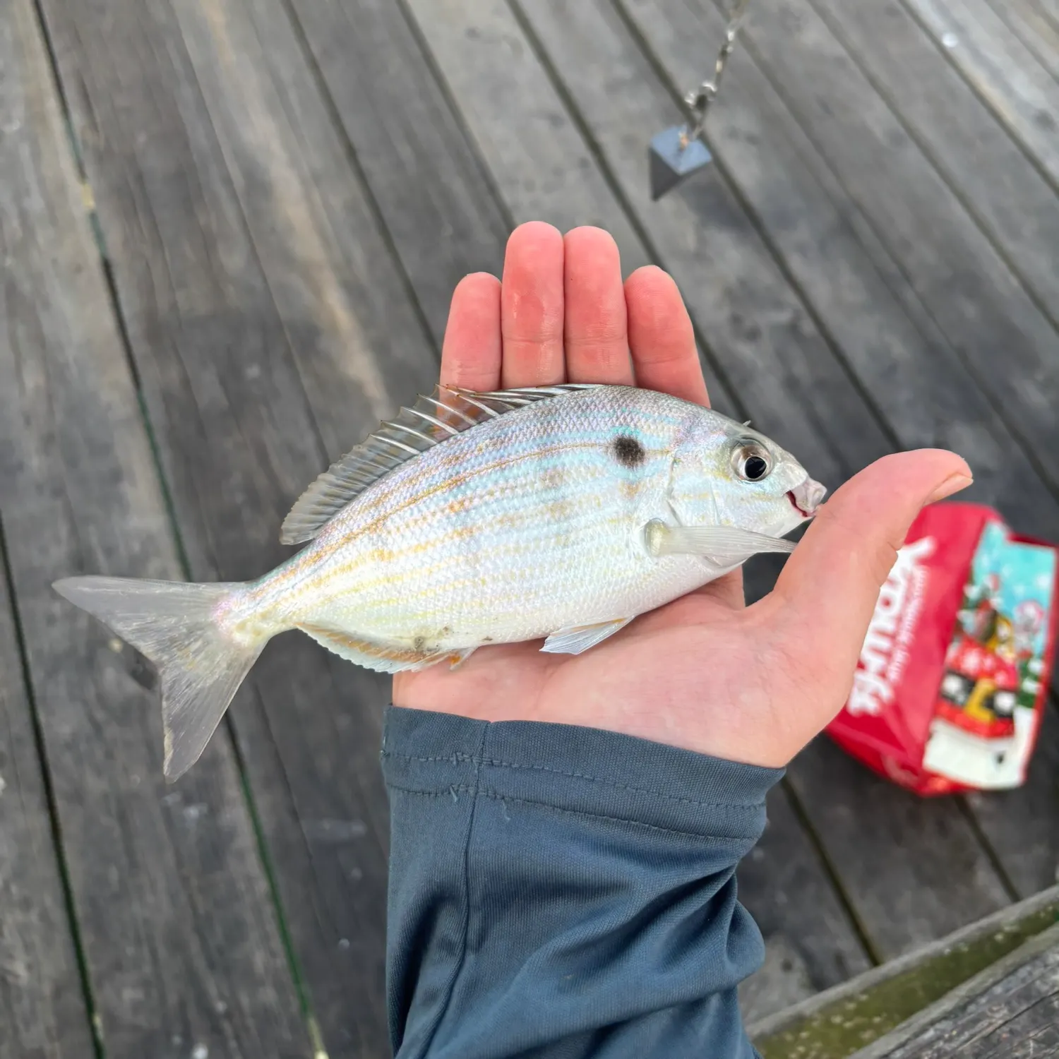 Pinfish caught on Fishbrain