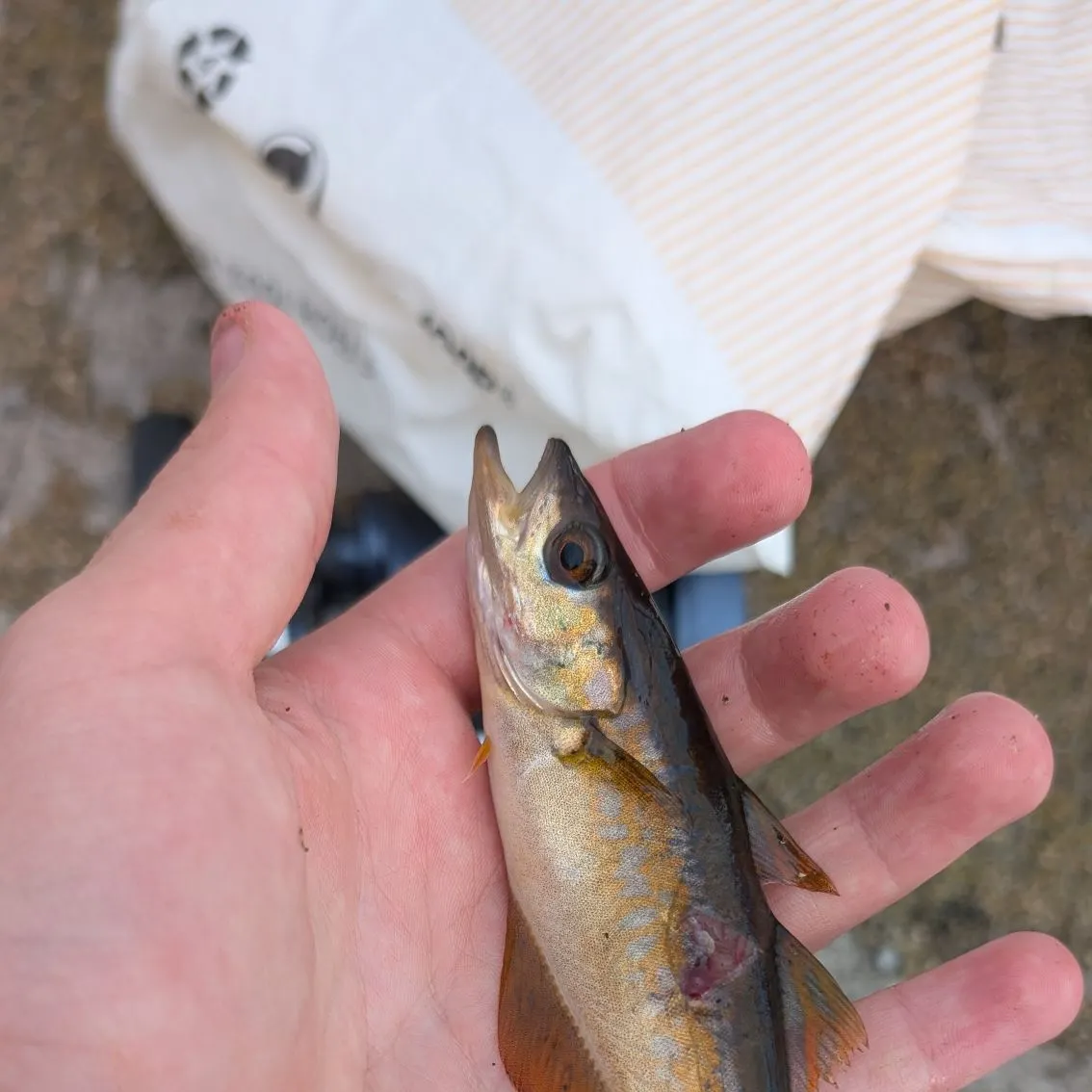 The most recent Rock cook catches on Fishbrain