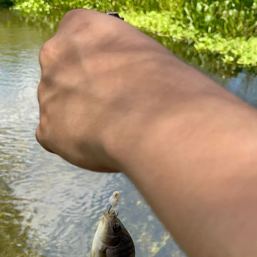 Nile tilapia caught on Fishbrain