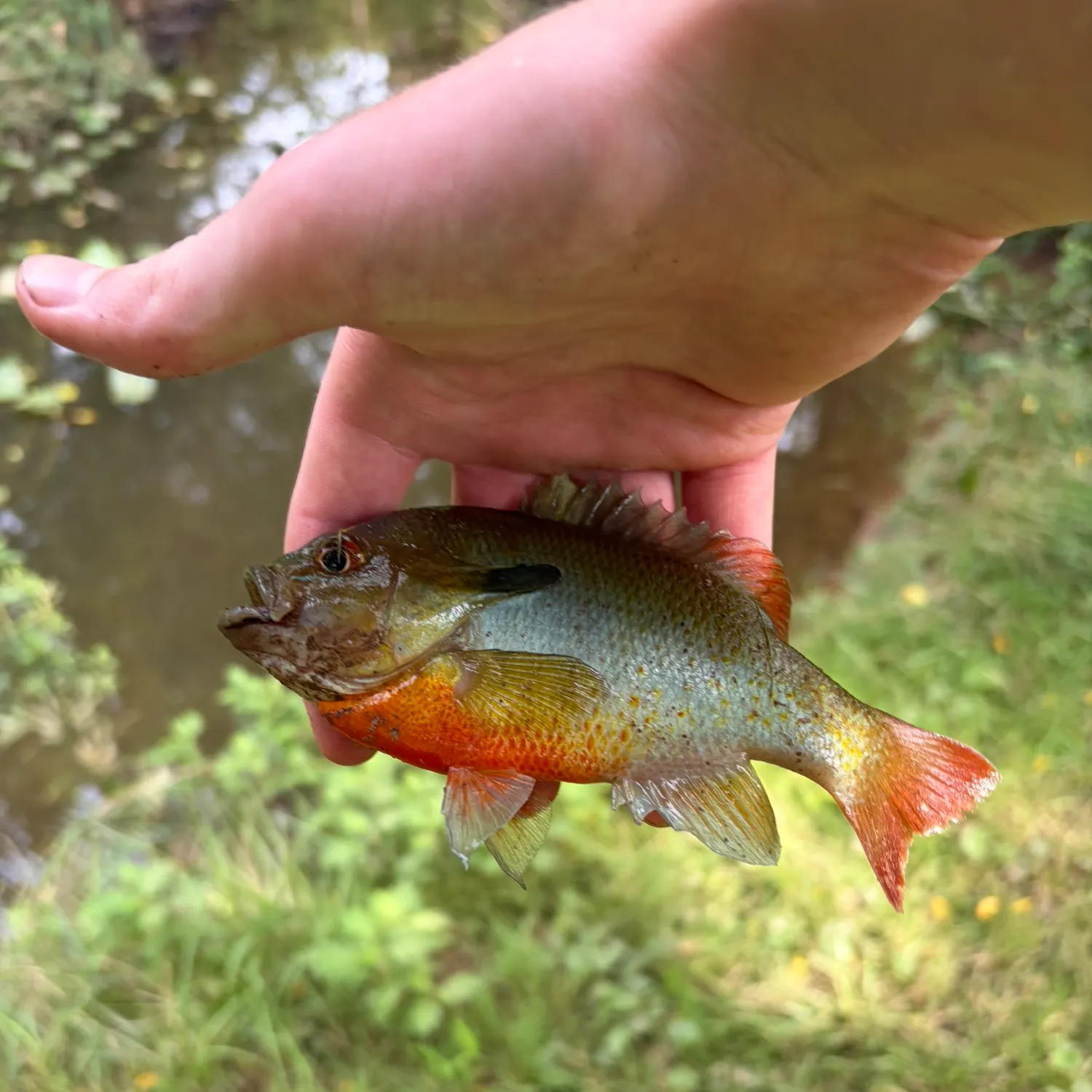 Redbreast sunfish caught on Fishbrain