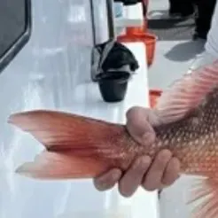The most recent Northern red snapper catches on Fishbrain