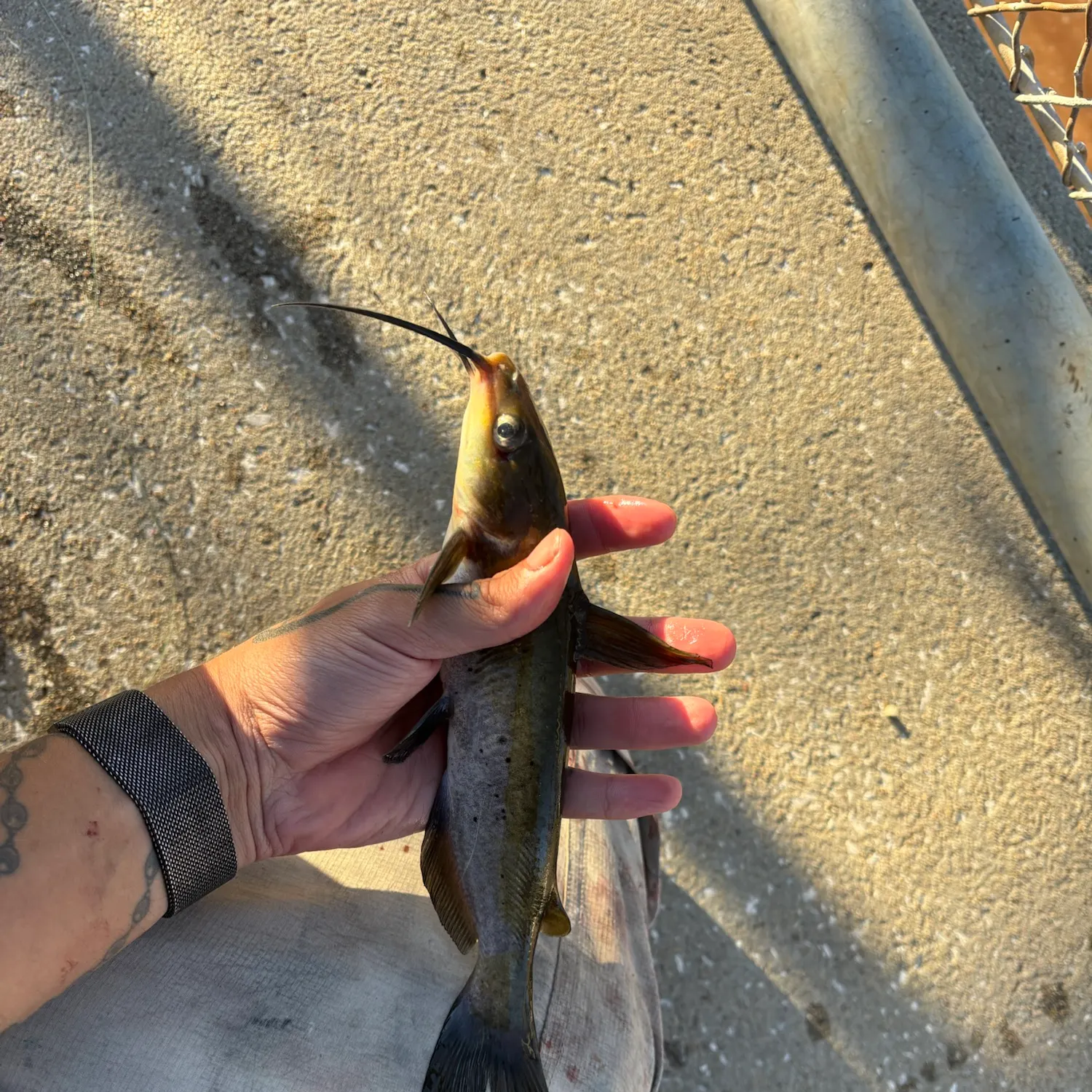Channel catfish caught on Fishbrain