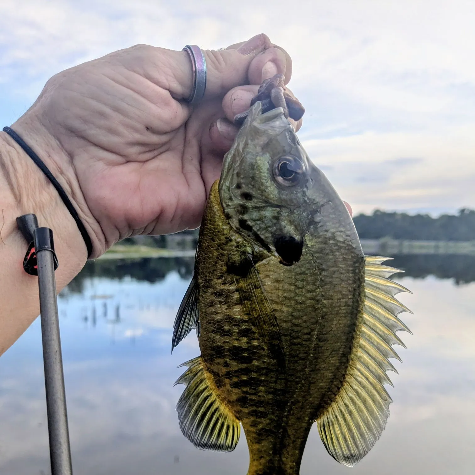 Redear sunfish caught on Fishbrain
