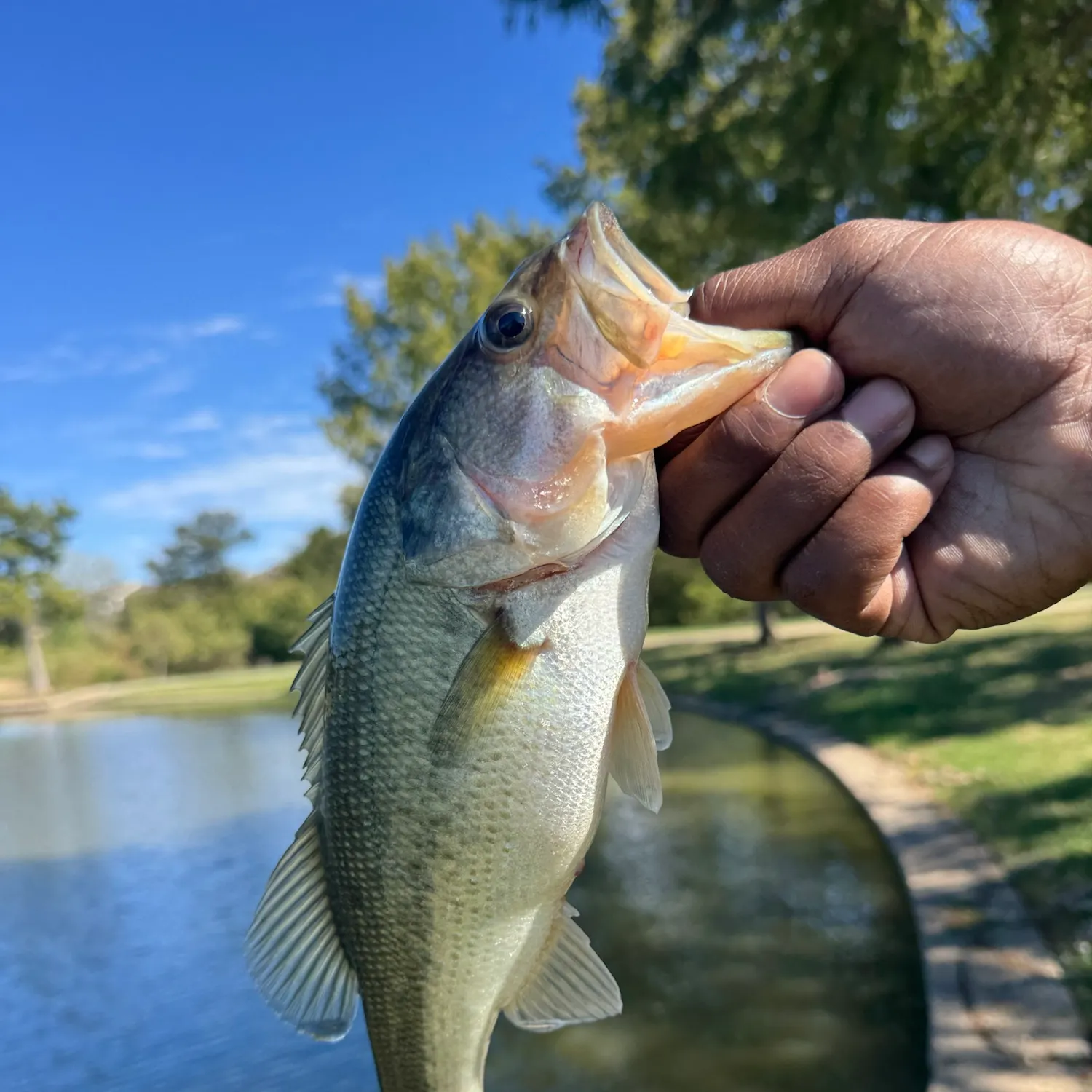 Largemouth bass caught on Fishbrain