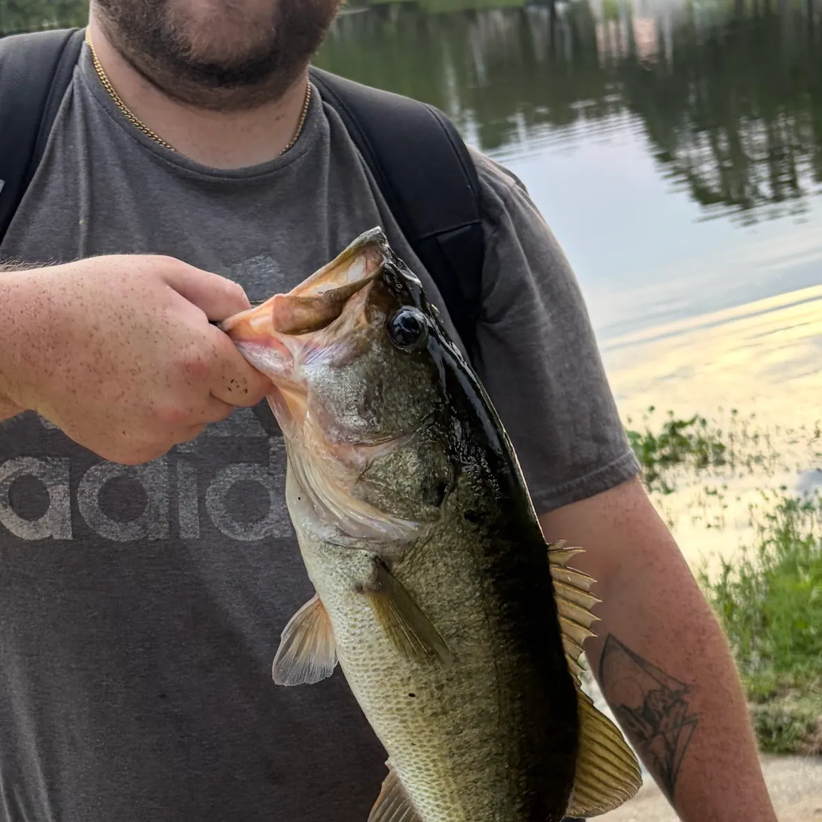 Largemouth bass caught on Fishbrain