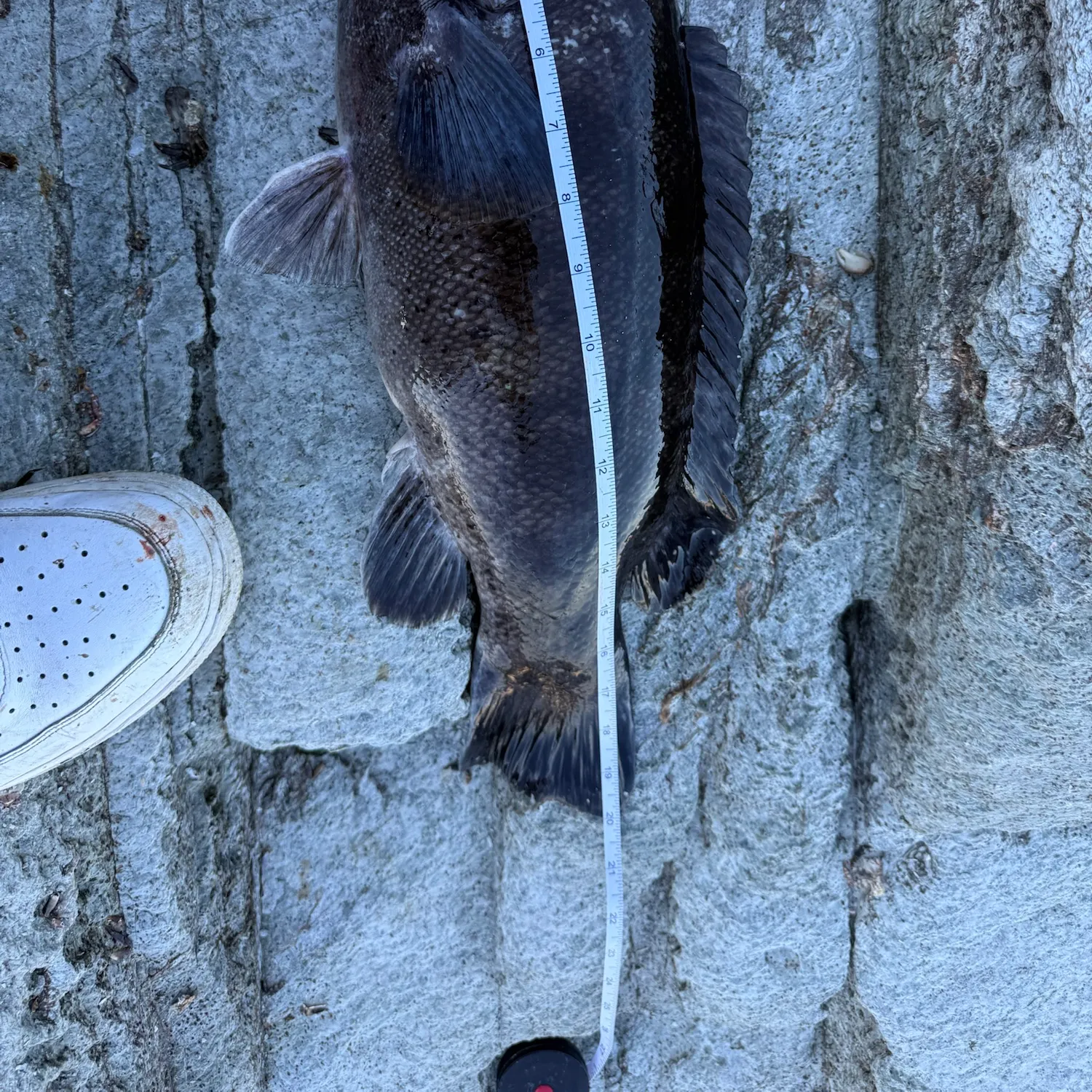 Tautog caught on Fishbrain