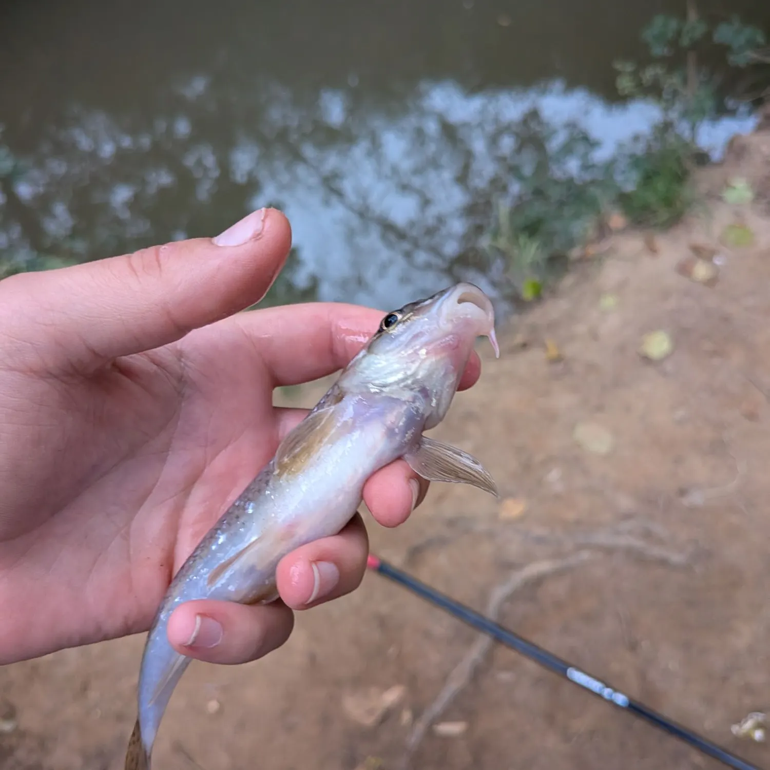 Fish caught on Fishbrain