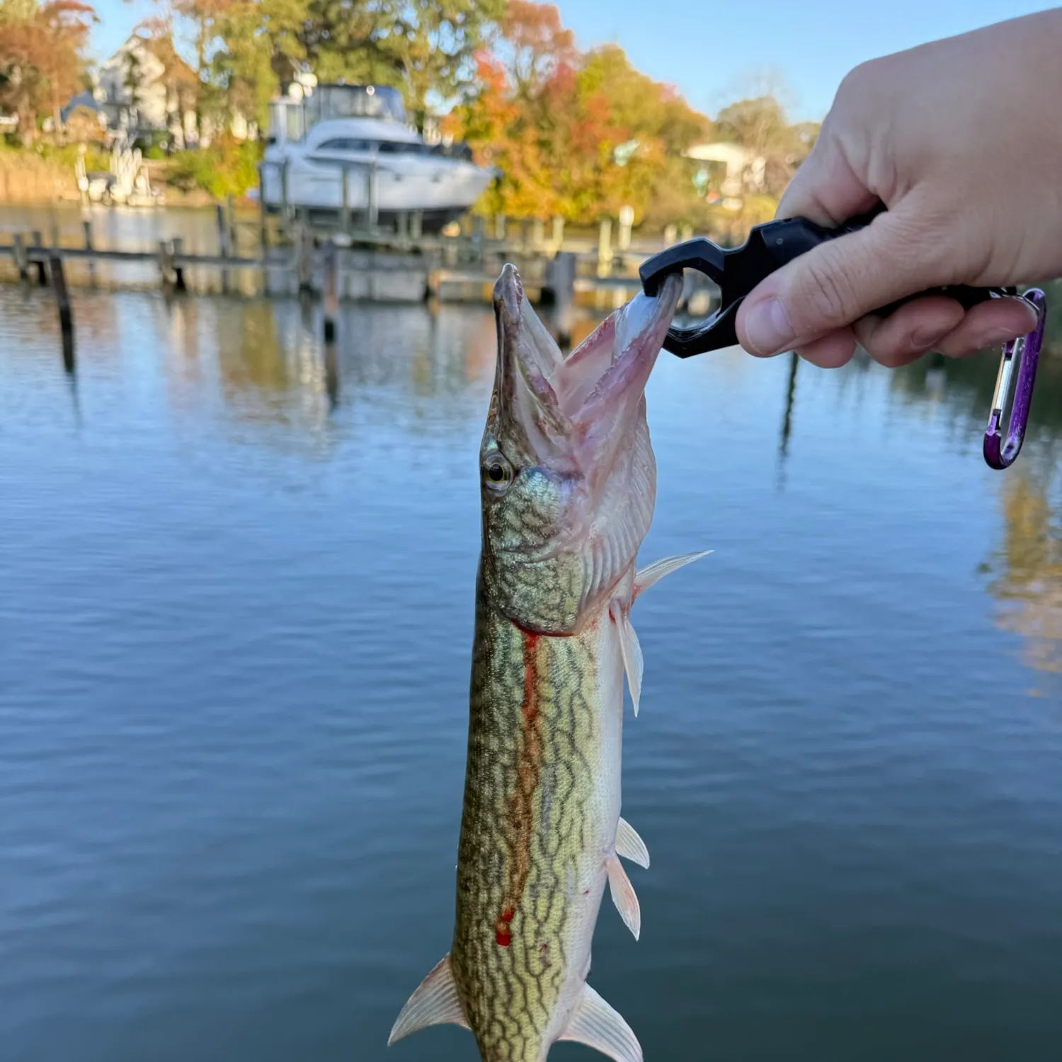 Chain pickerel caught on Fishbrain