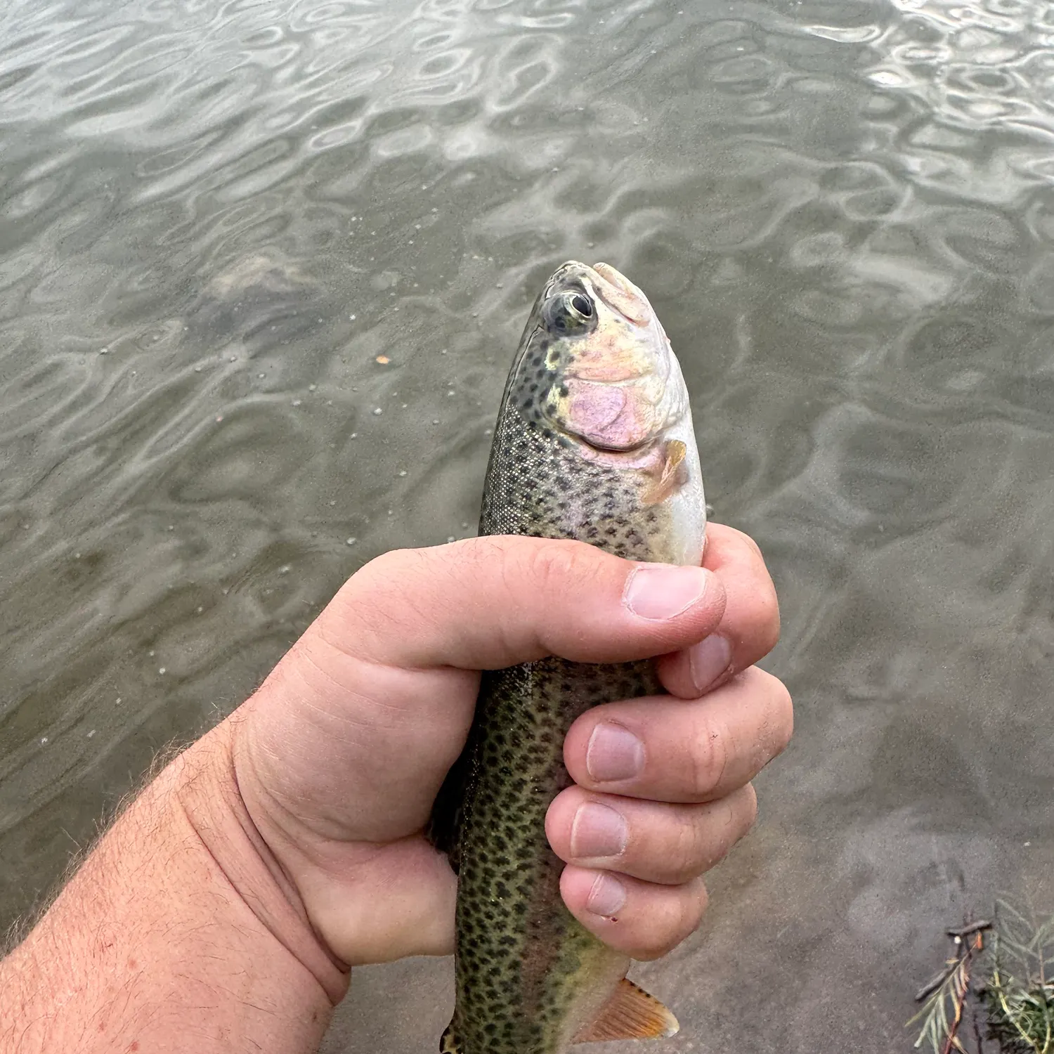 Rainbow trout caught on Fishbrain