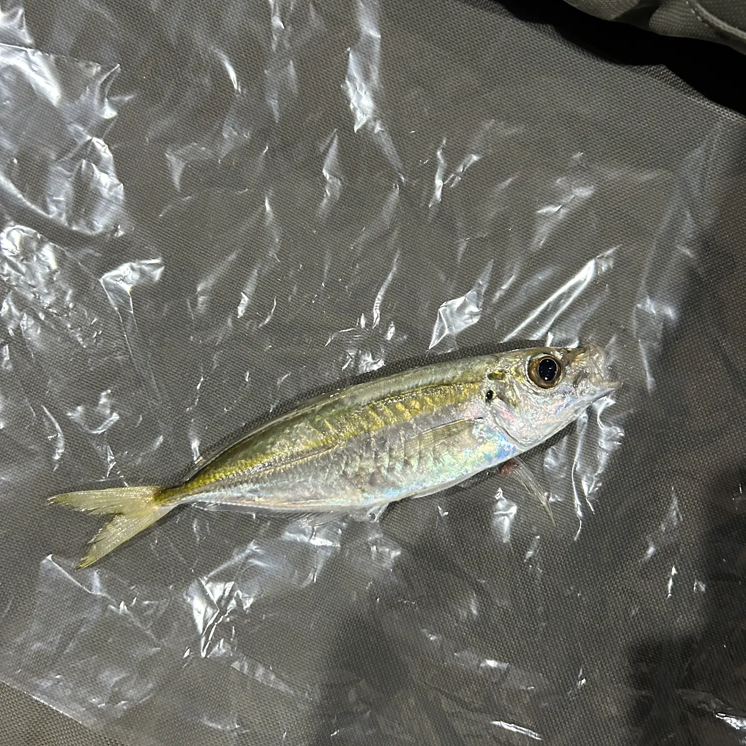 The most recent Bigeye scad catches on Fishbrain