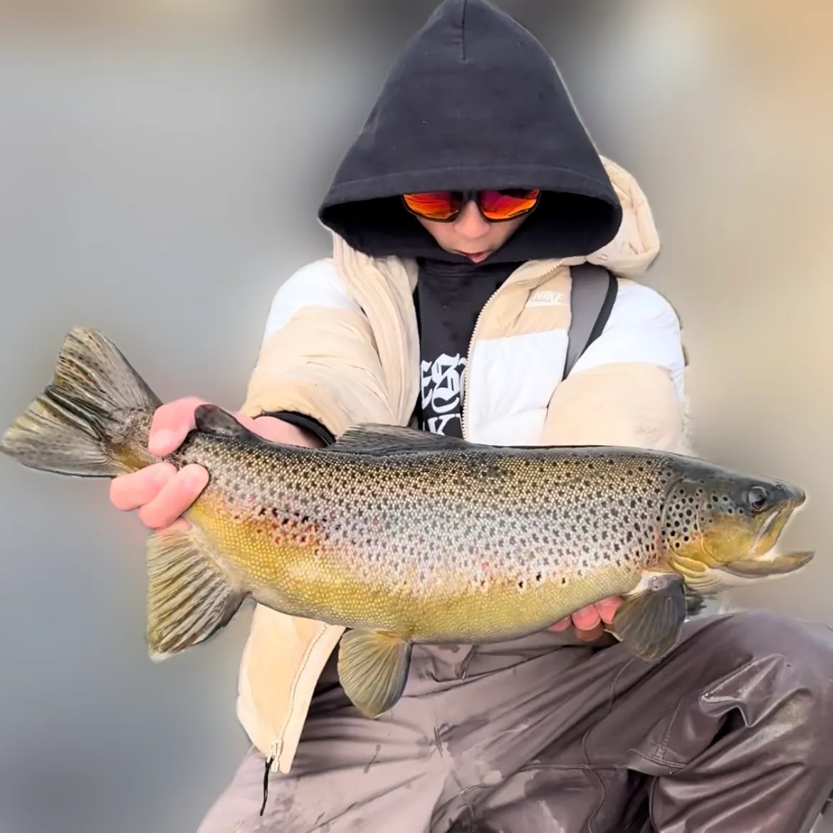 Brown trout caught on Fishbrain
