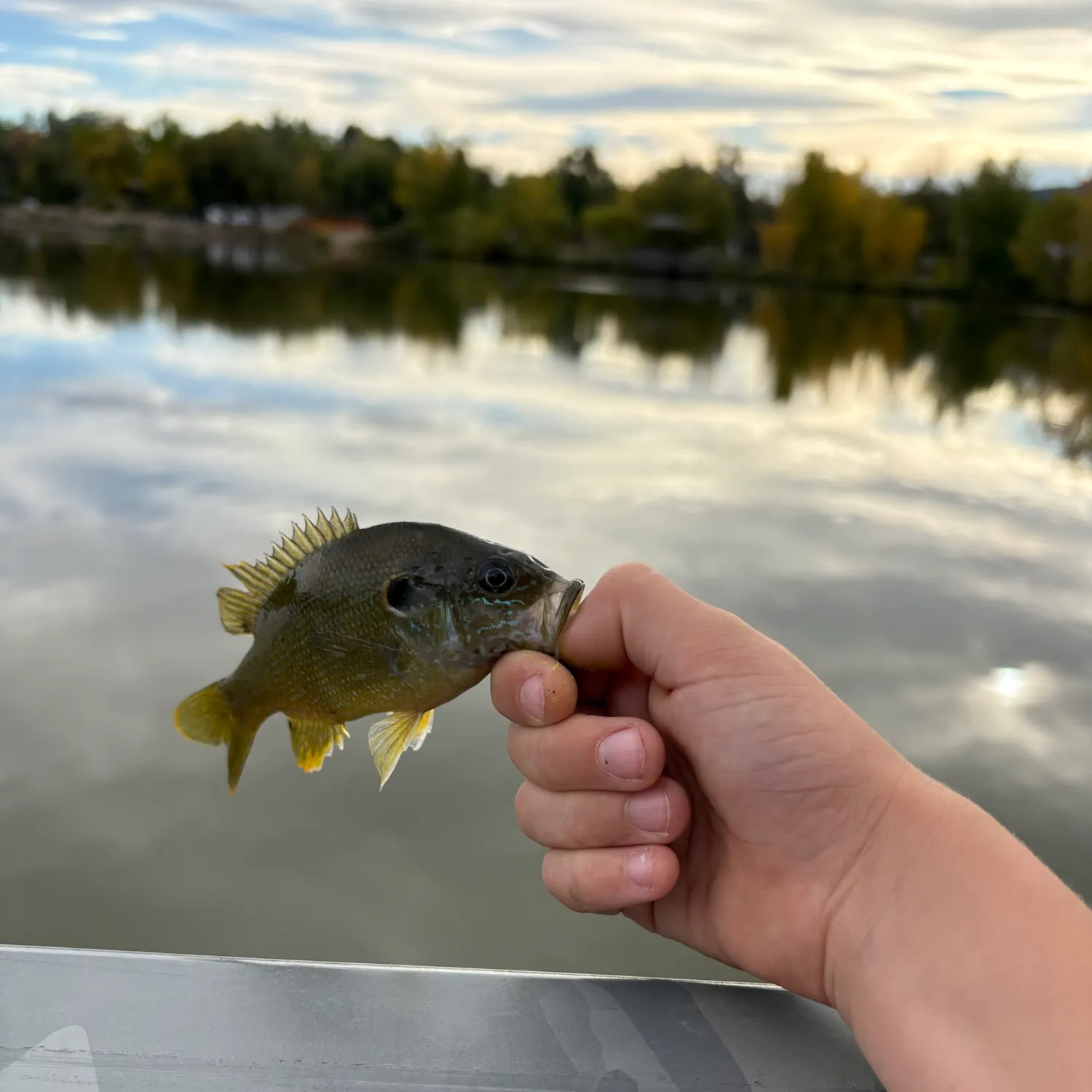 Green sunfish caught on Fishbrain