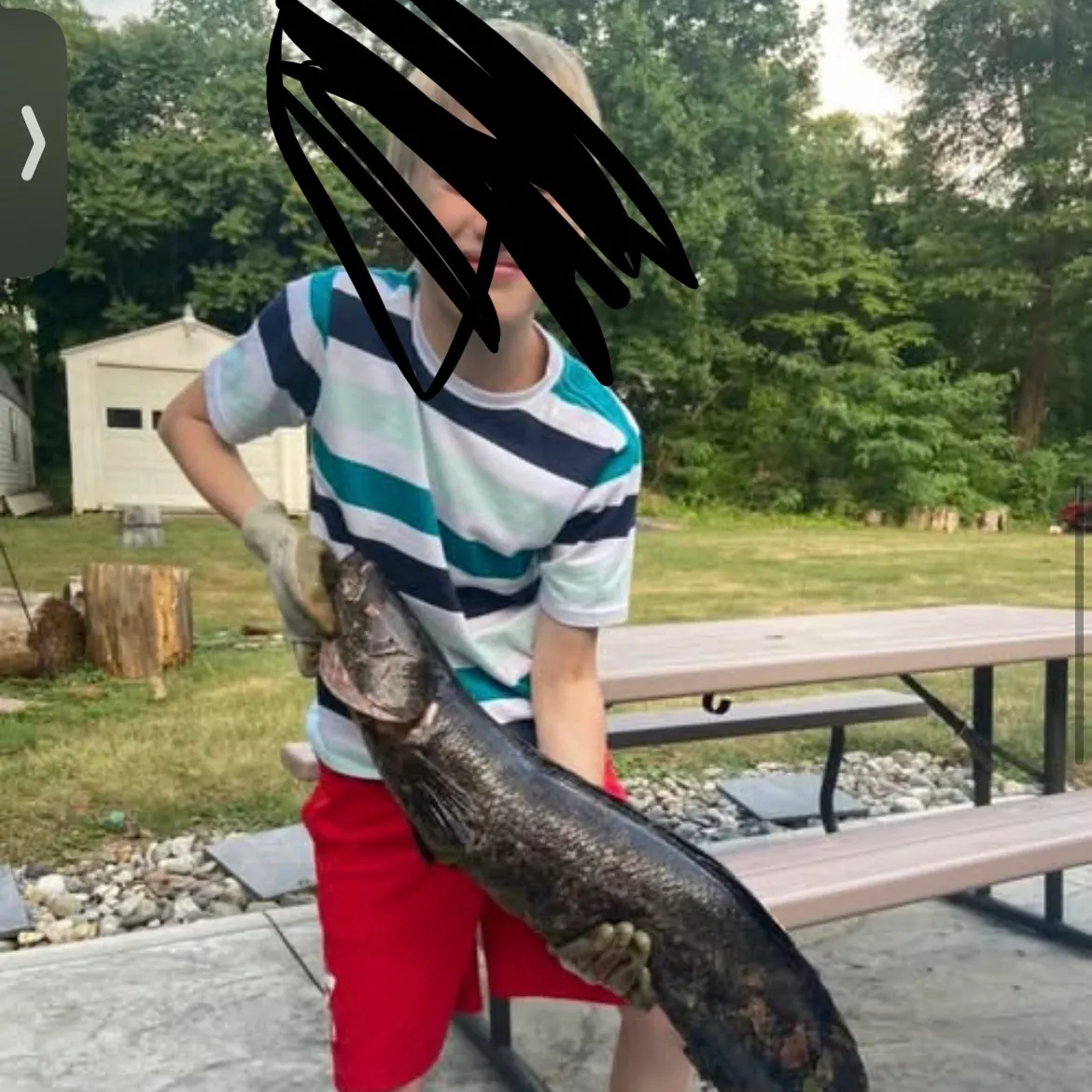 Northern snakehead caught on Fishbrain