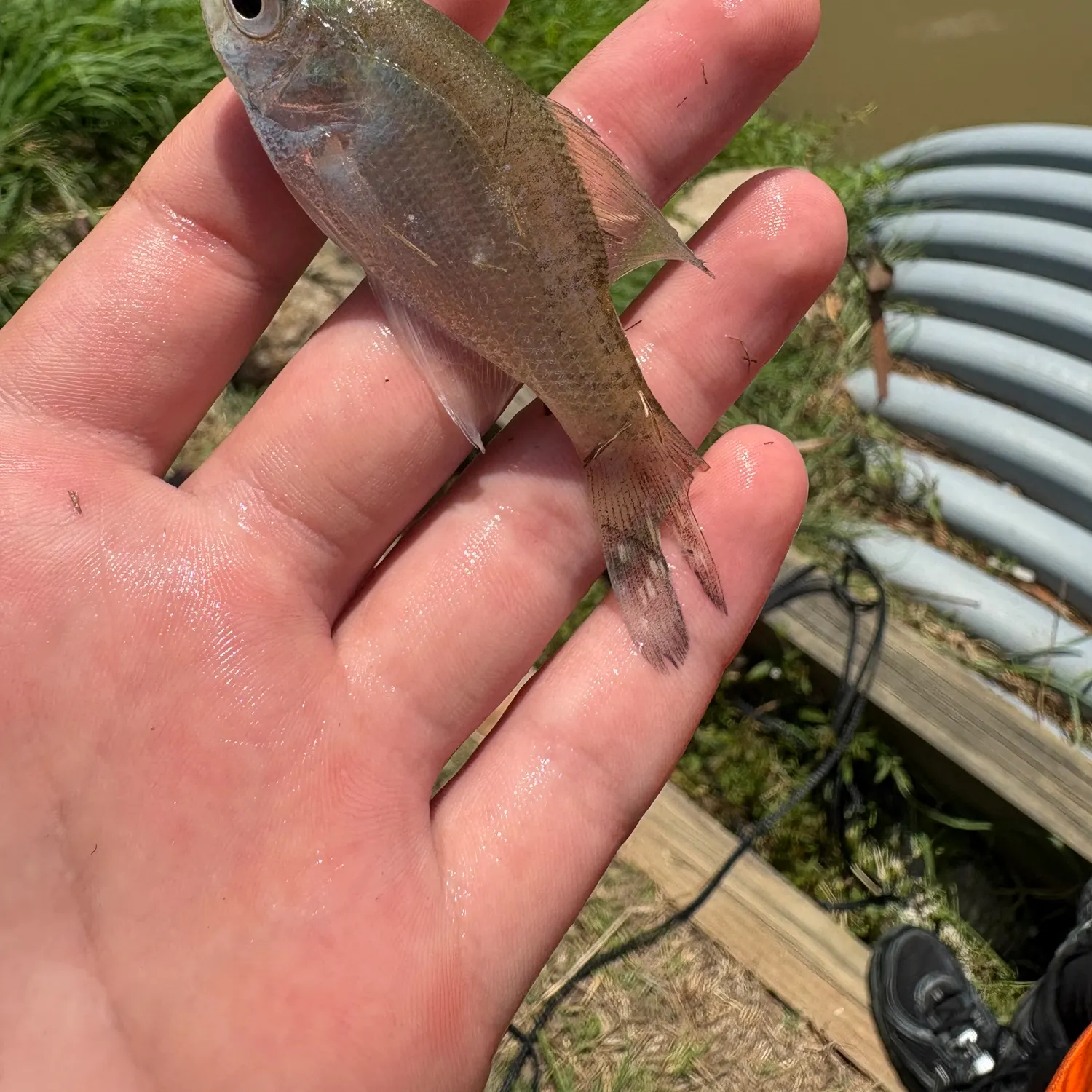 White crappie caught on Fishbrain