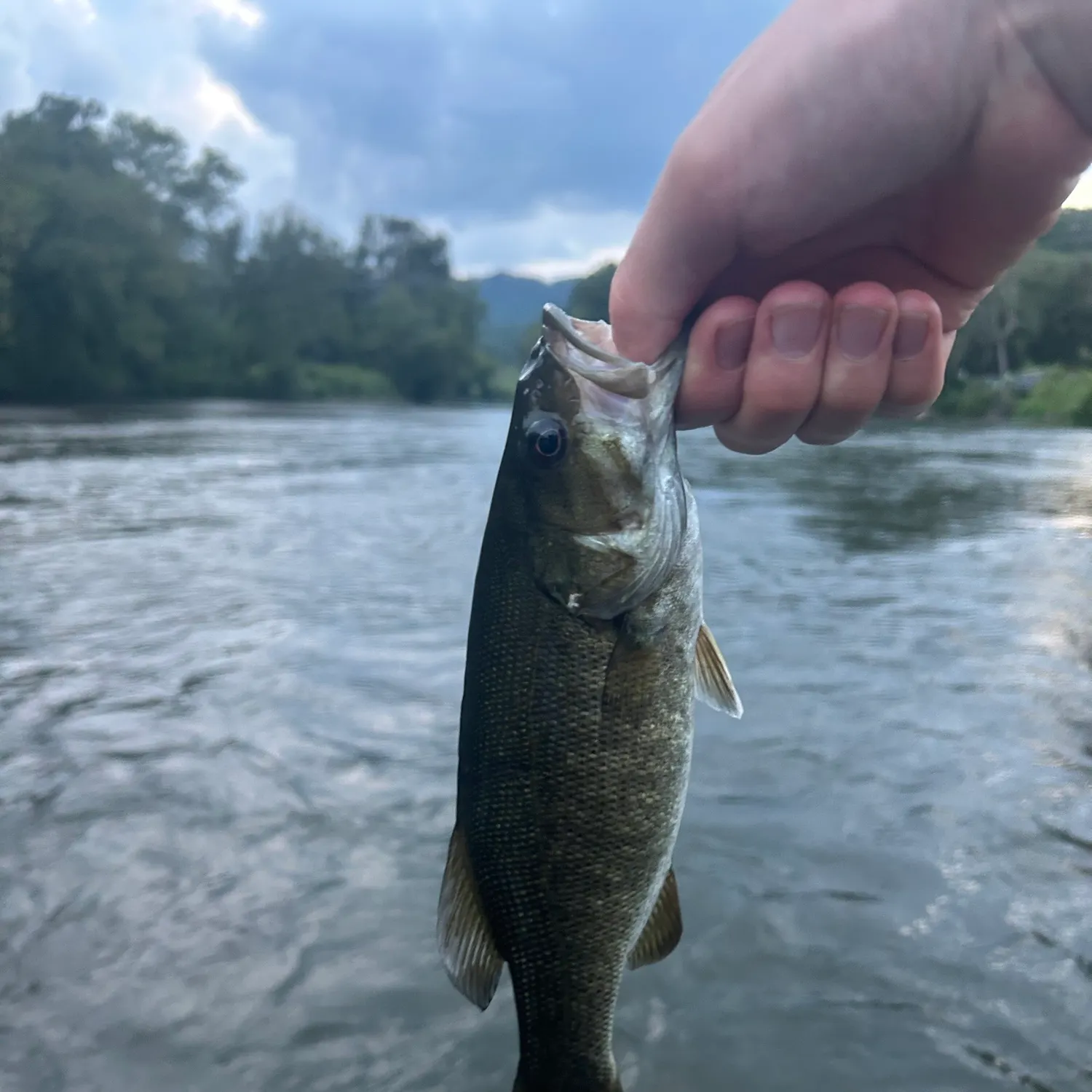 Smallmouth bass caught on Fishbrain