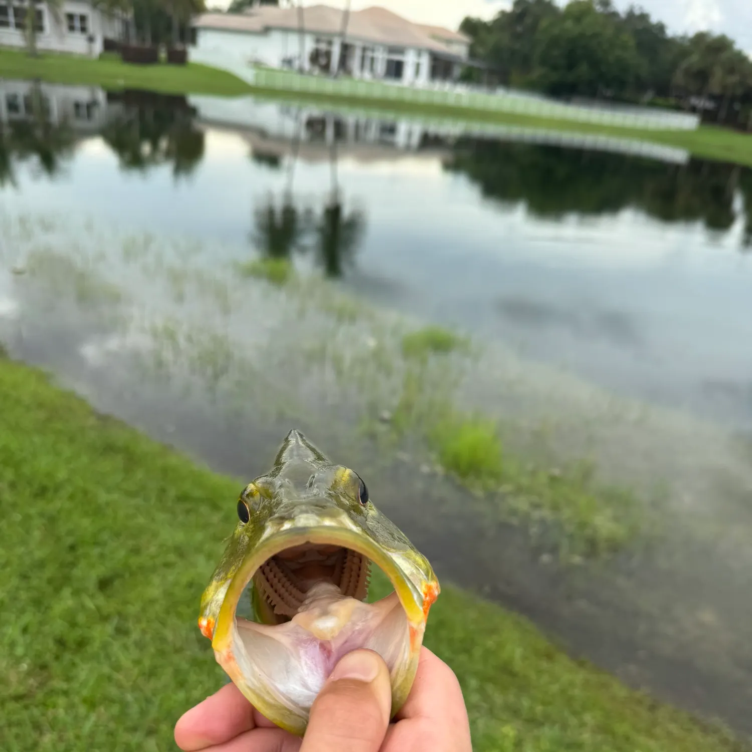 Butterfly peacock bass caught on Fishbrain