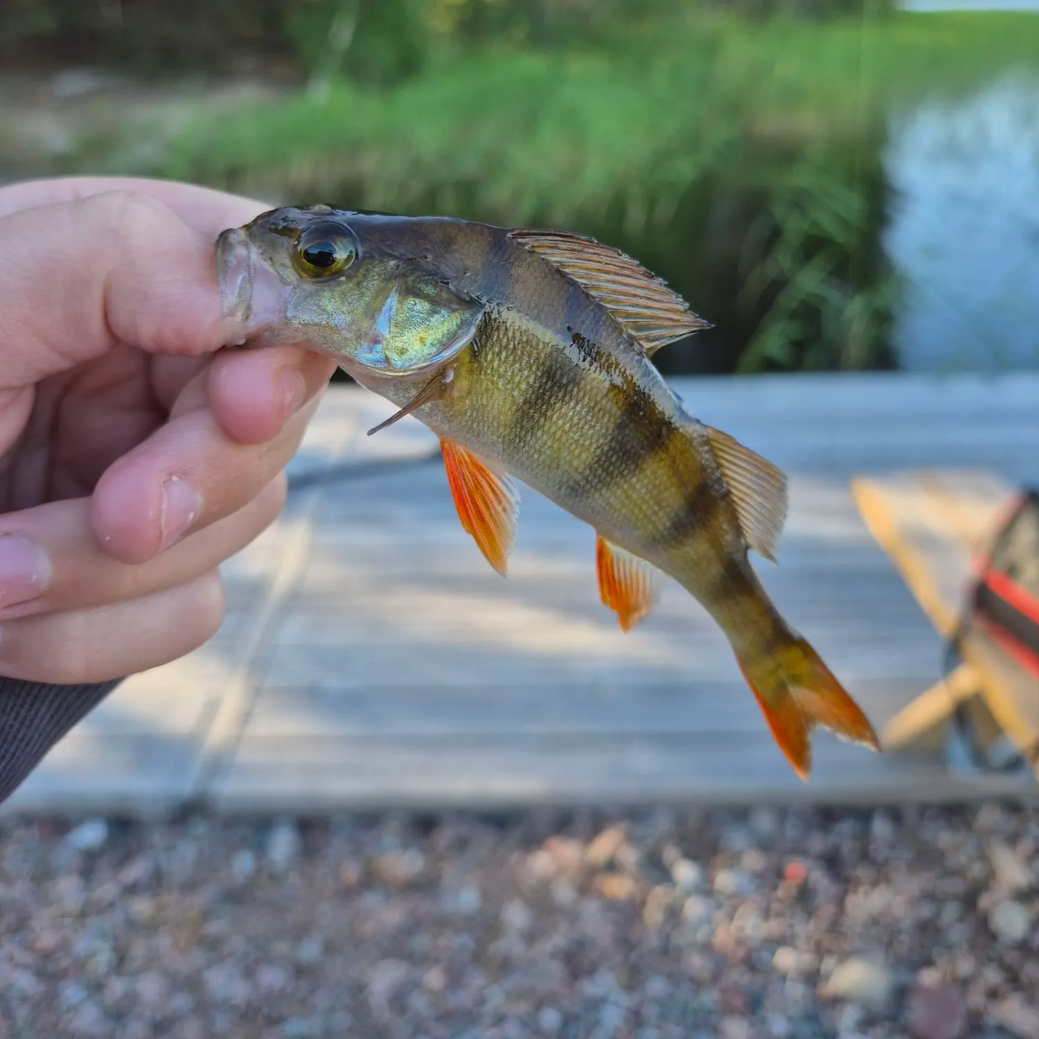 catch
