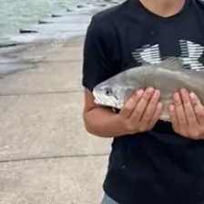 Freshwater drum caught on Fishbrain
