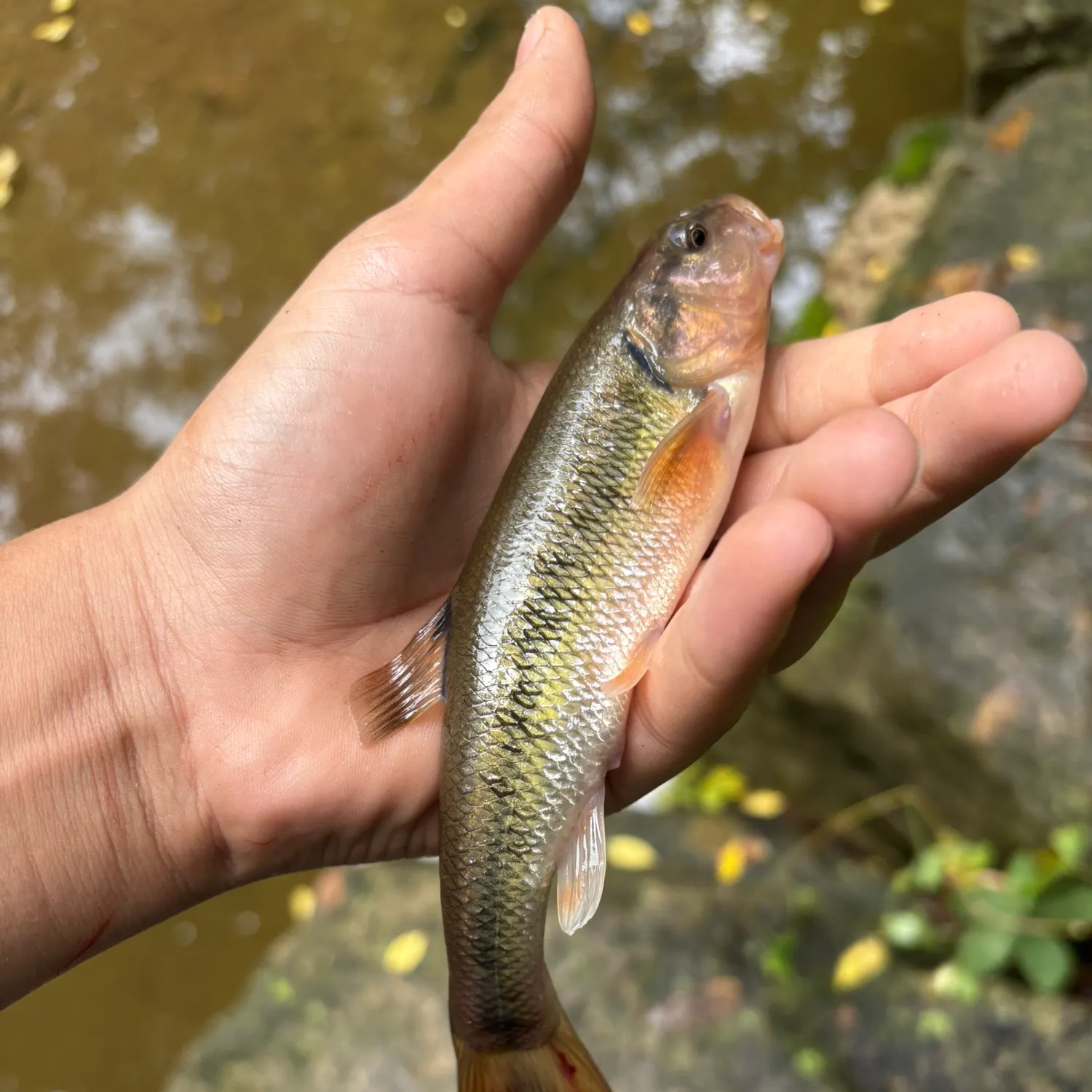 Creek chub caught on Fishbrain