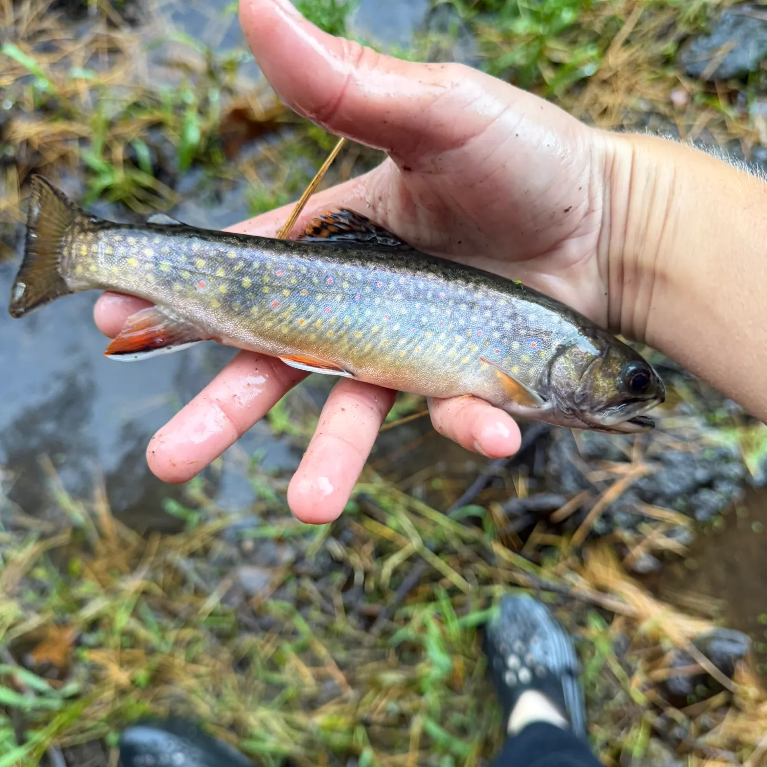 Brook trout caught on Fishbrain