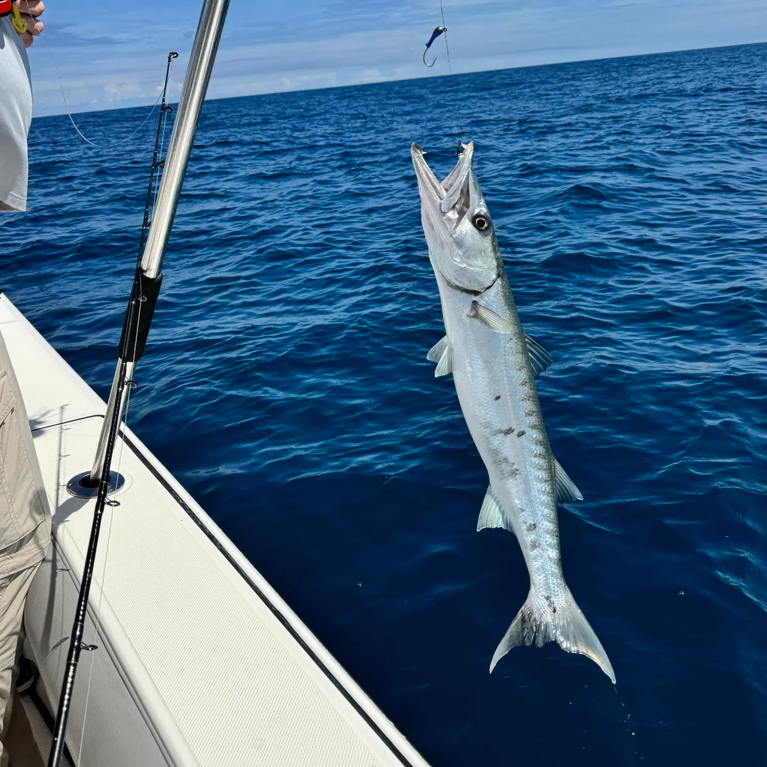 The most recent Great barracuda catches on Fishbrain