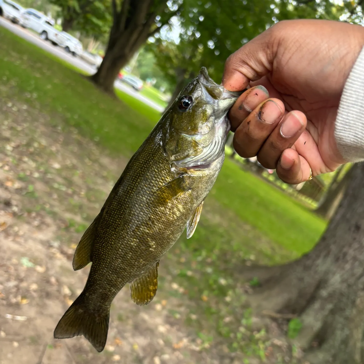 Smallmouth bass caught on Fishbrain