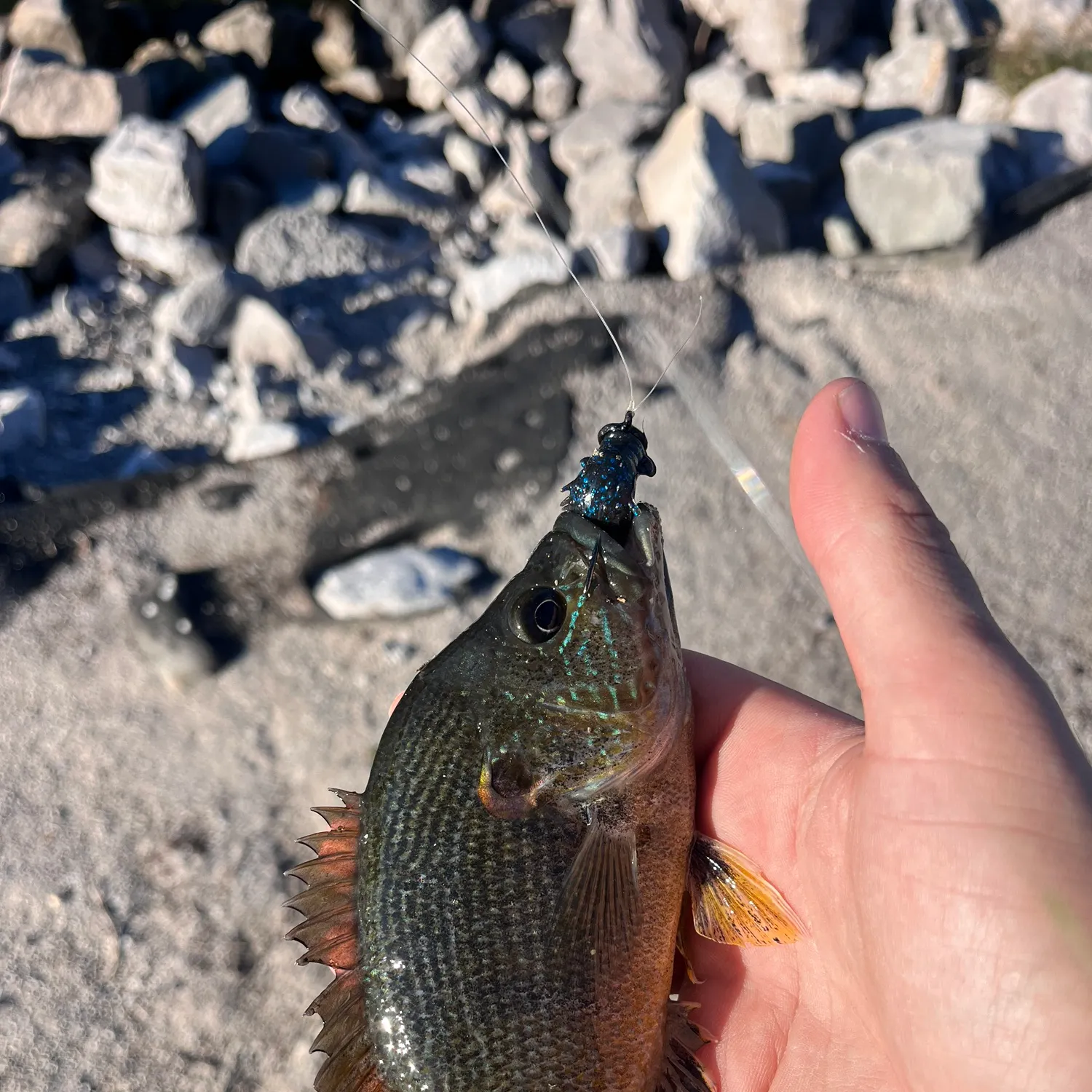 Green sunfish caught on Fishbrain