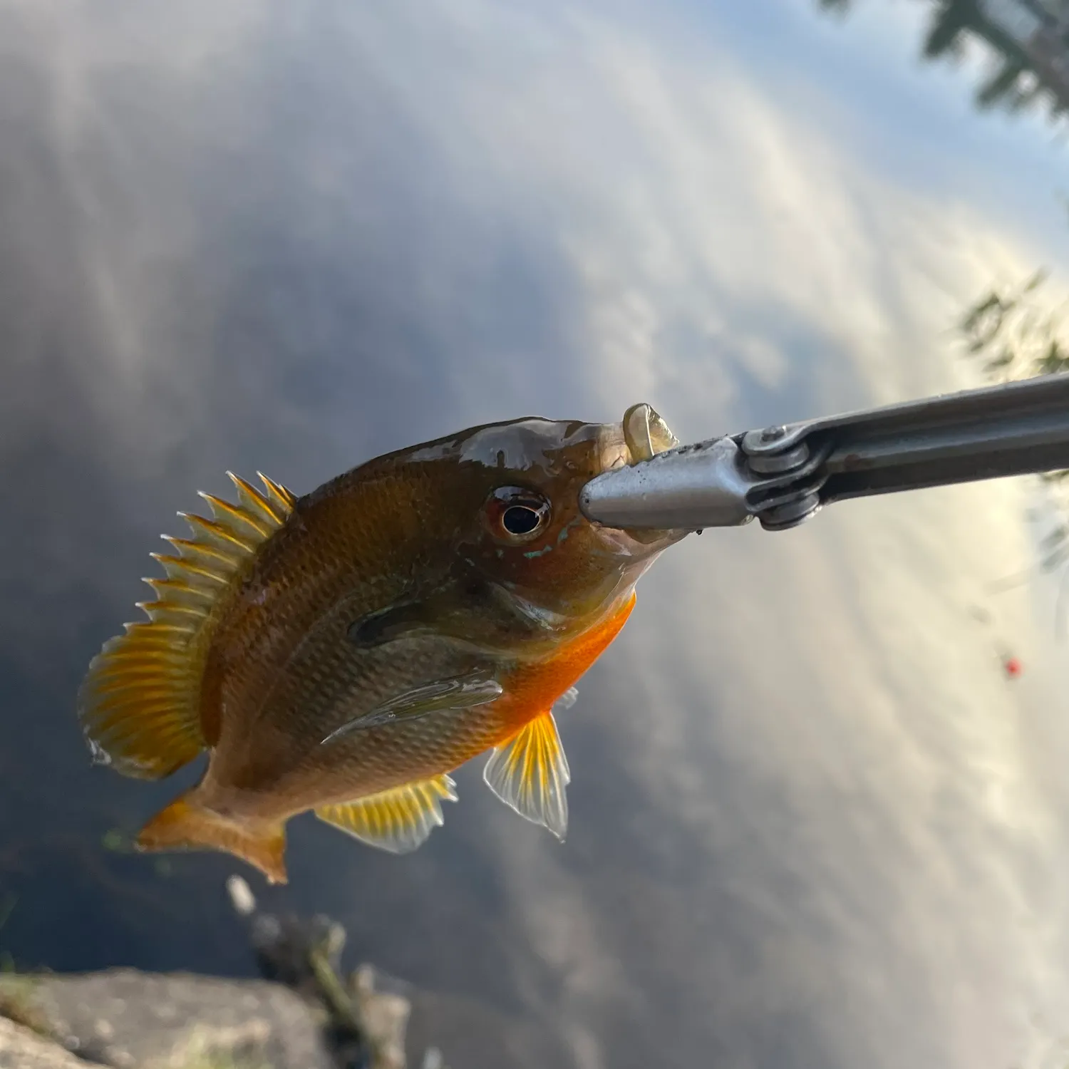 Redbreast sunfish caught on Fishbrain
