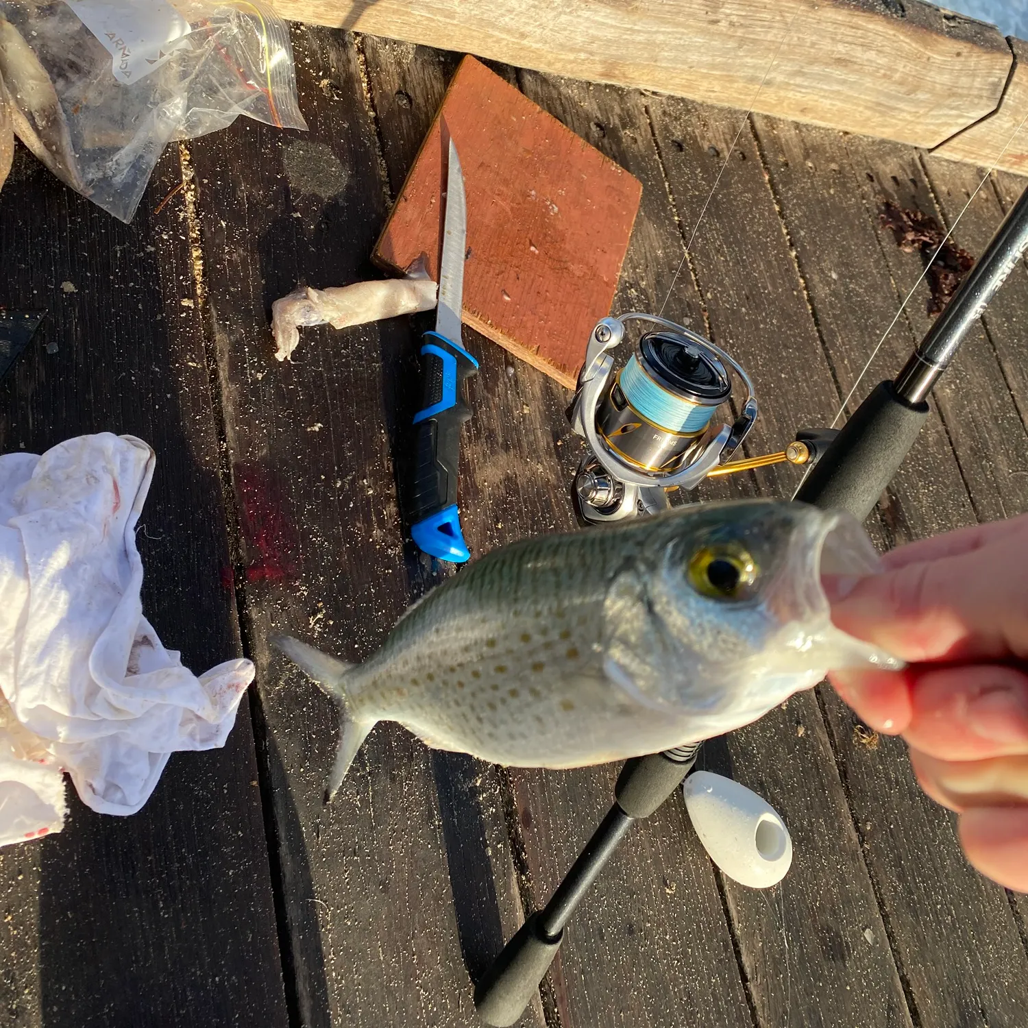 recently logged catches