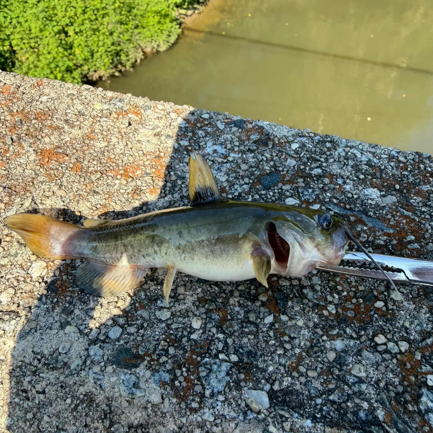 The most recent Flat bullhead catches on Fishbrain
